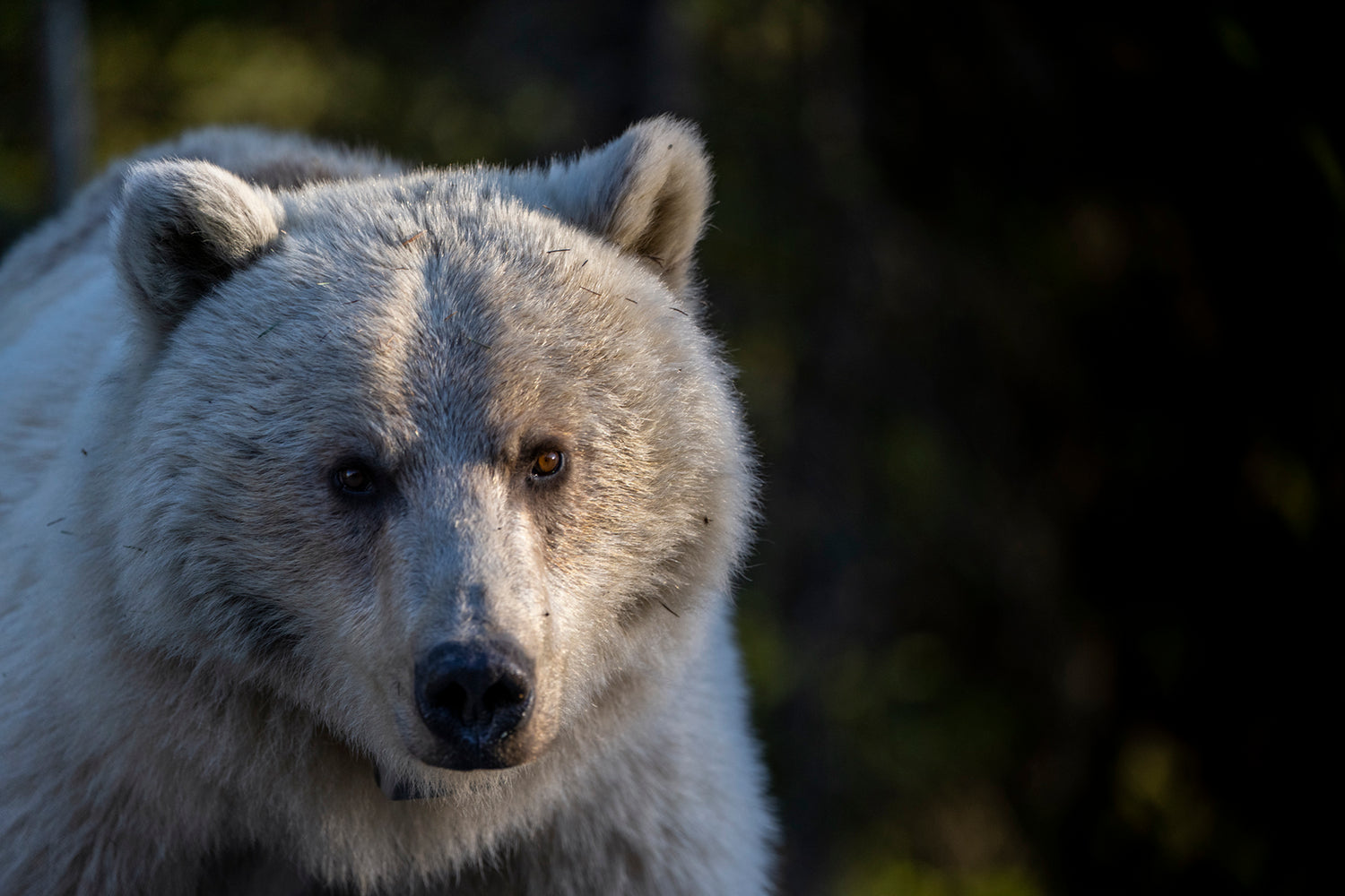 Acrylic/Printed Photo Only