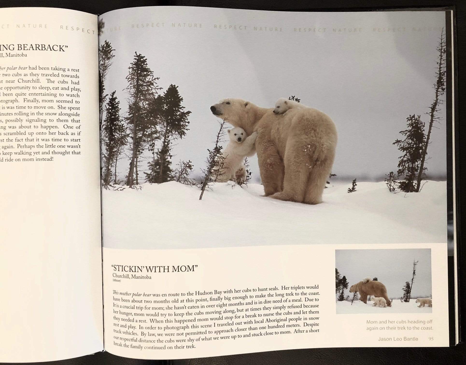 All in the Wild: Calling - All in the Wild