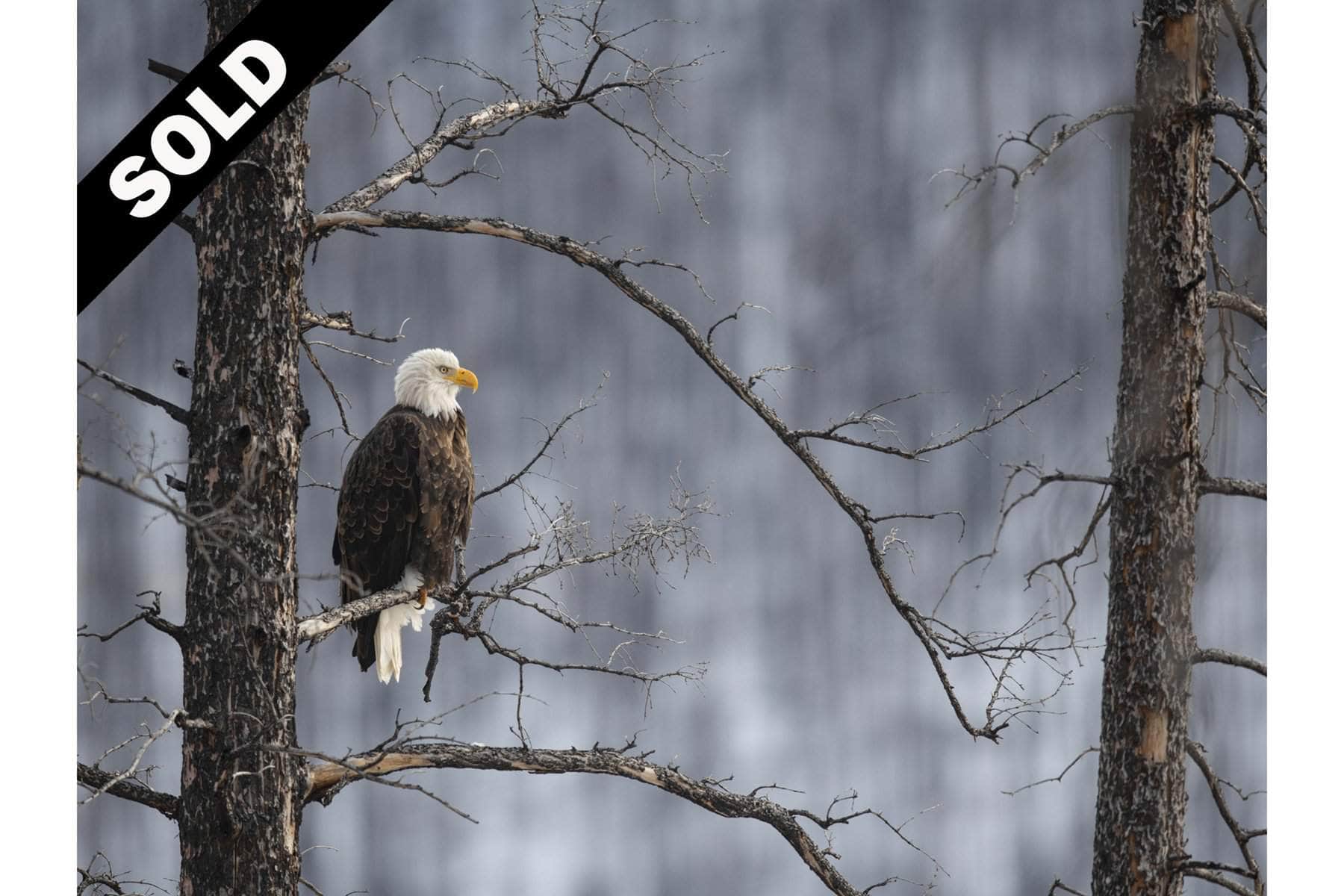 A Powerful Perch Original