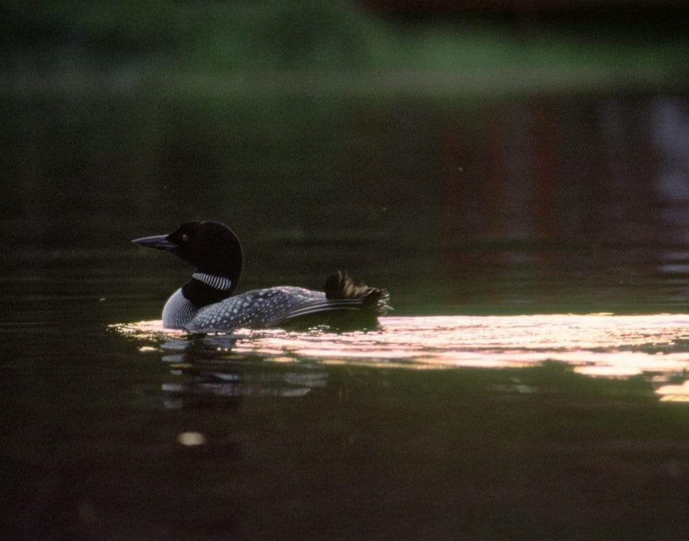 Evening Quiet - All in the Wild