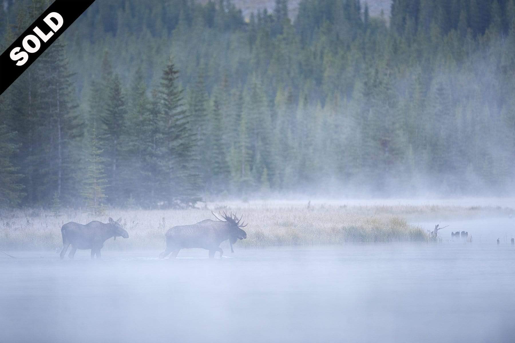 Moose In The Mist Original