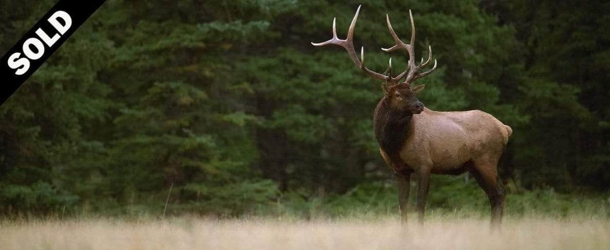 Sizing Up the Situation - All in the Wild