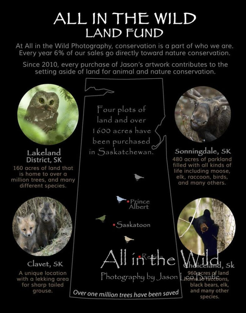 Contribute to the All in the Wild Land Fund