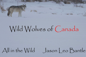 Wild Wolves of Canada