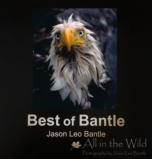 The Best of Bantle - Now Available