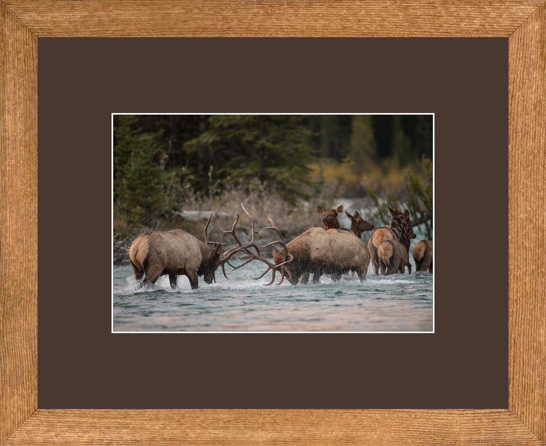 Canadian Wood Frame Regular