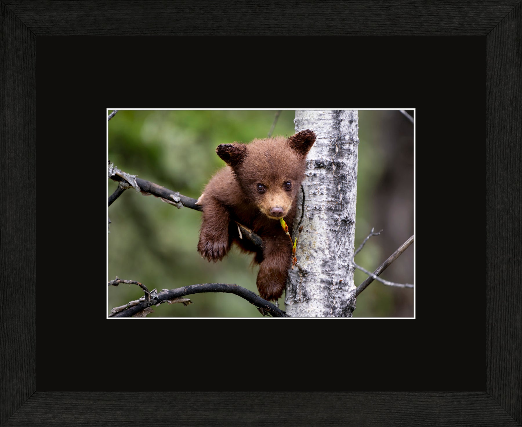 Canadian Wood Frame Black/Black Mat