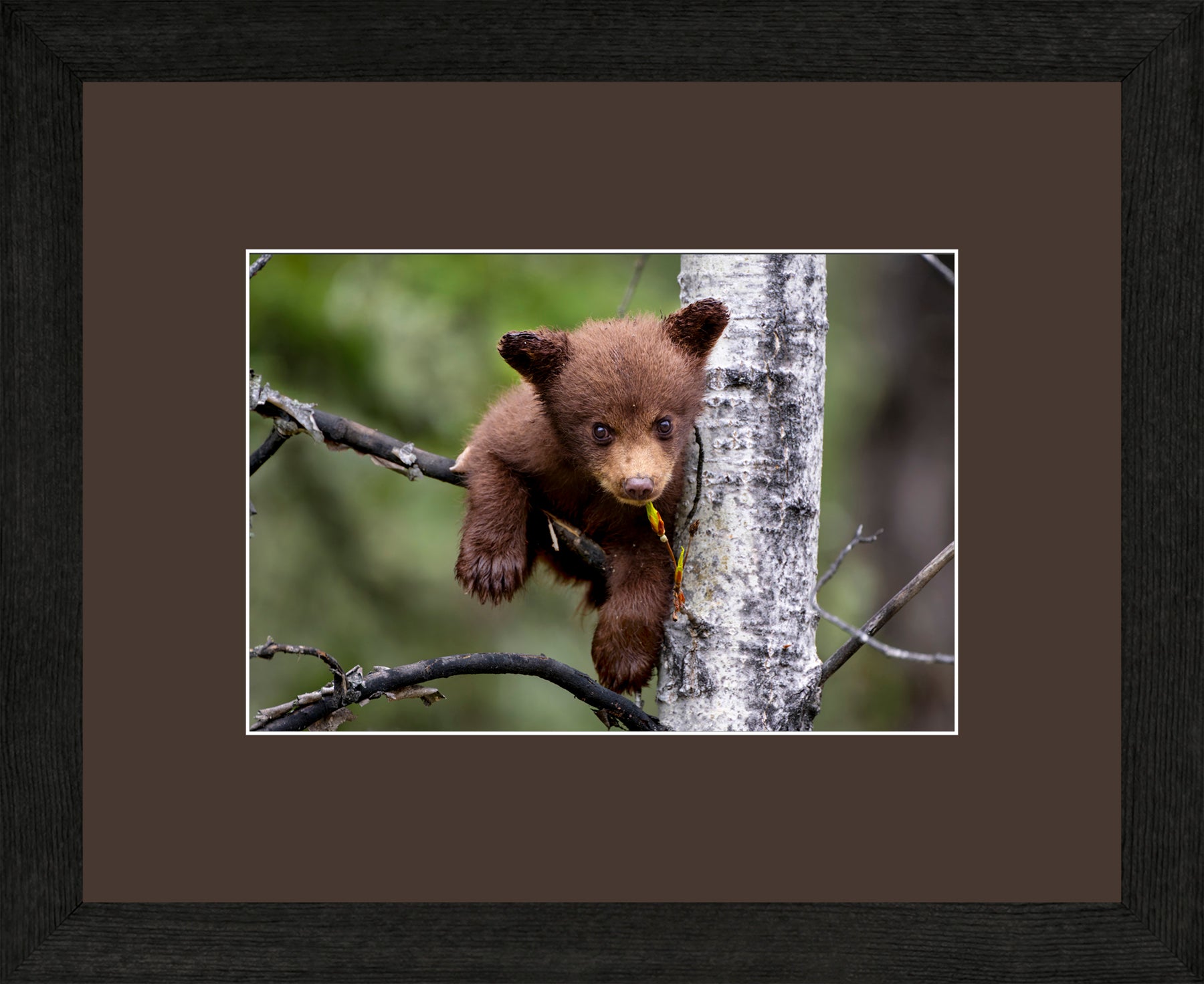Canadian Wood Frame Black/Brown Mat