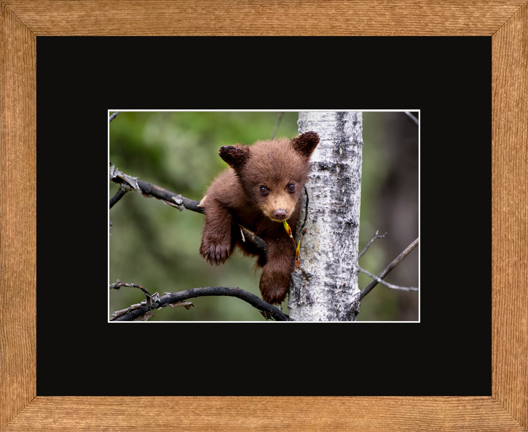 Canadian Wood Frame Brown/Black Mat