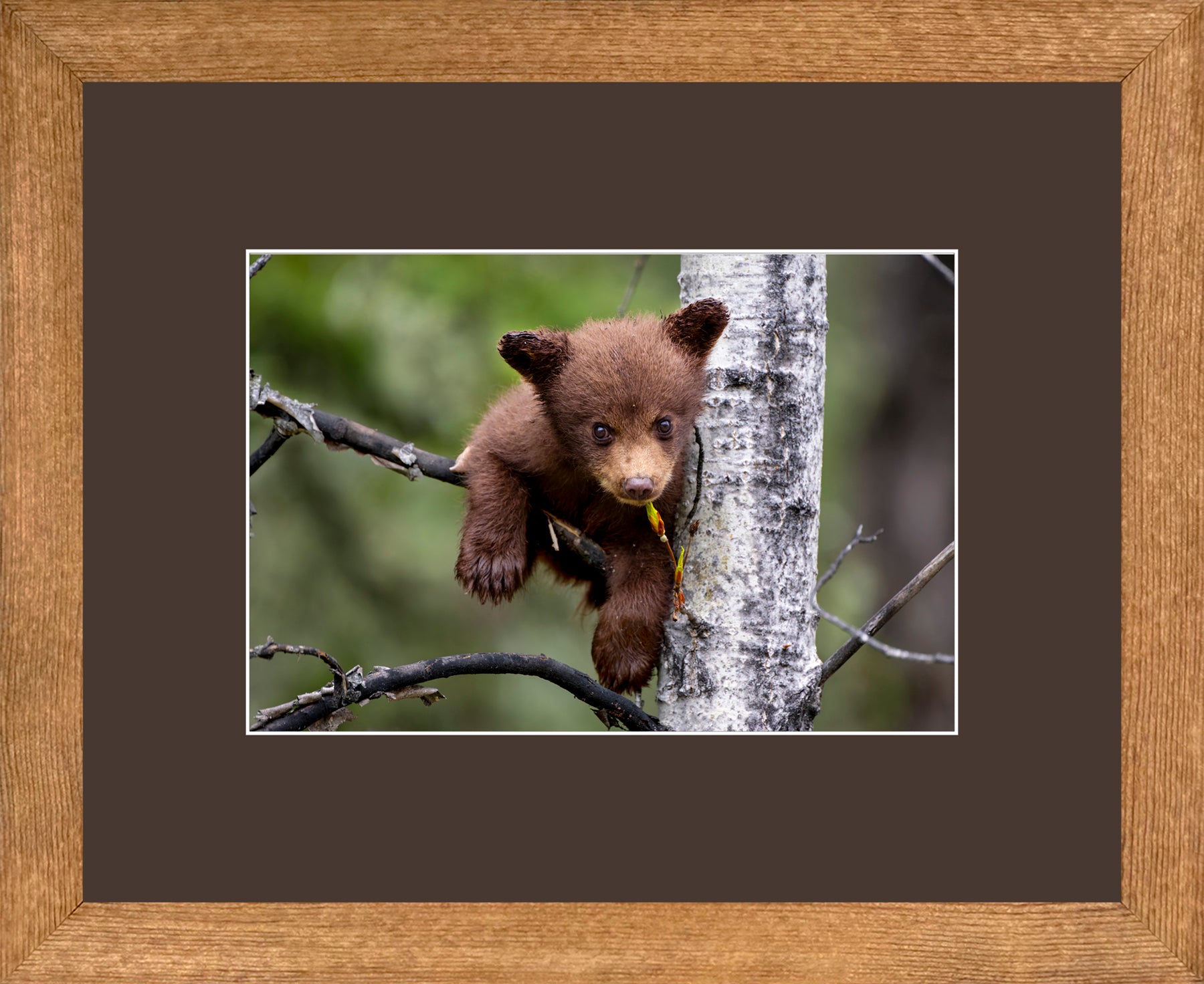 Canadian Wood Frame Brown/Brown Mat