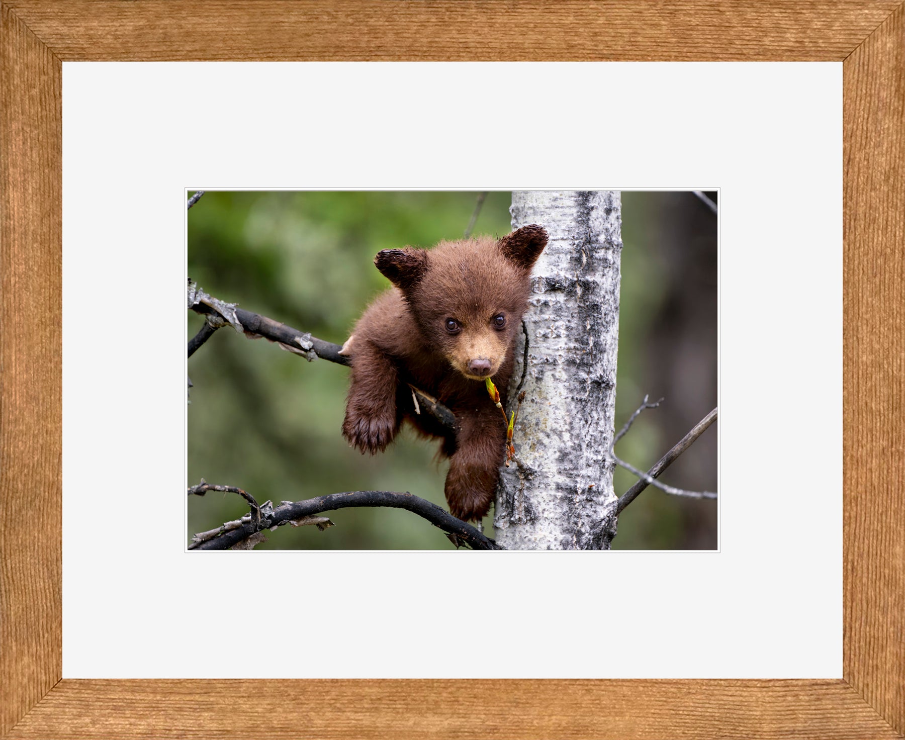 Canadian Wood Frame Brown/White Mat