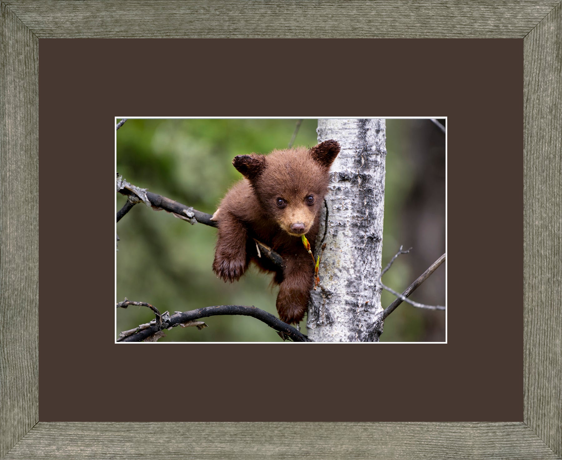 Canadian Wood Frame Grey/Brown Mat