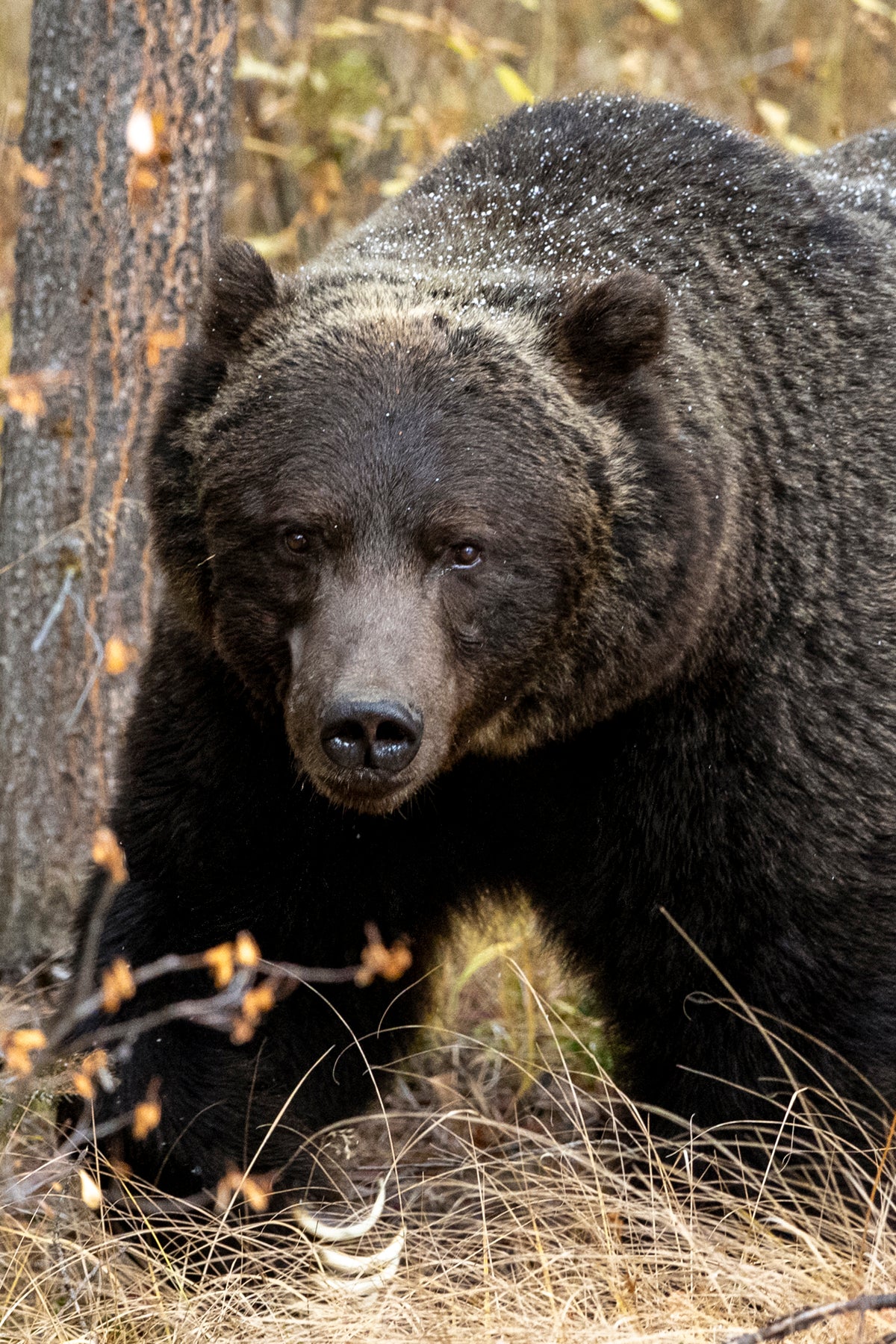 Acrylic/Printed Photo Only