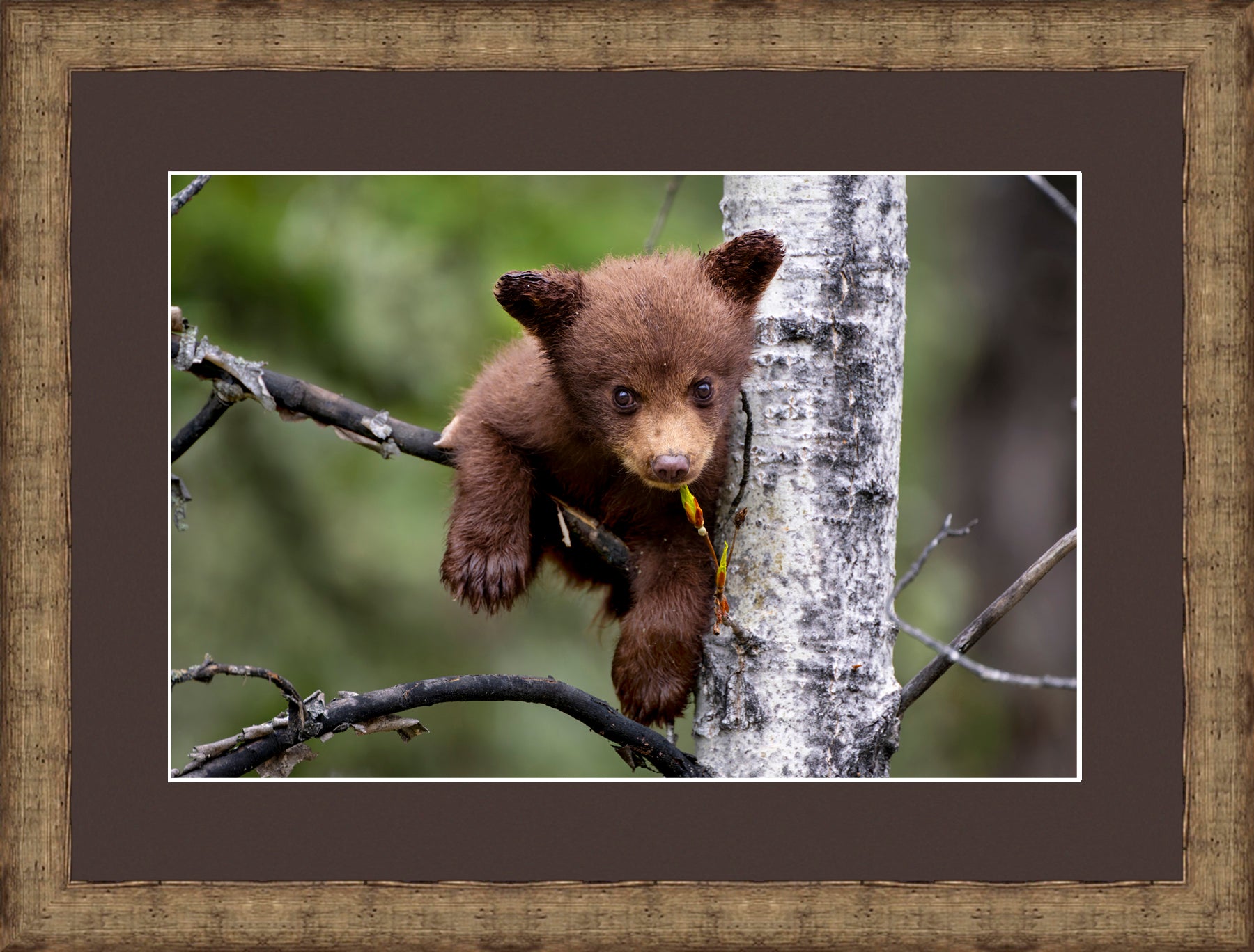Contemporary Frame Brown Mat