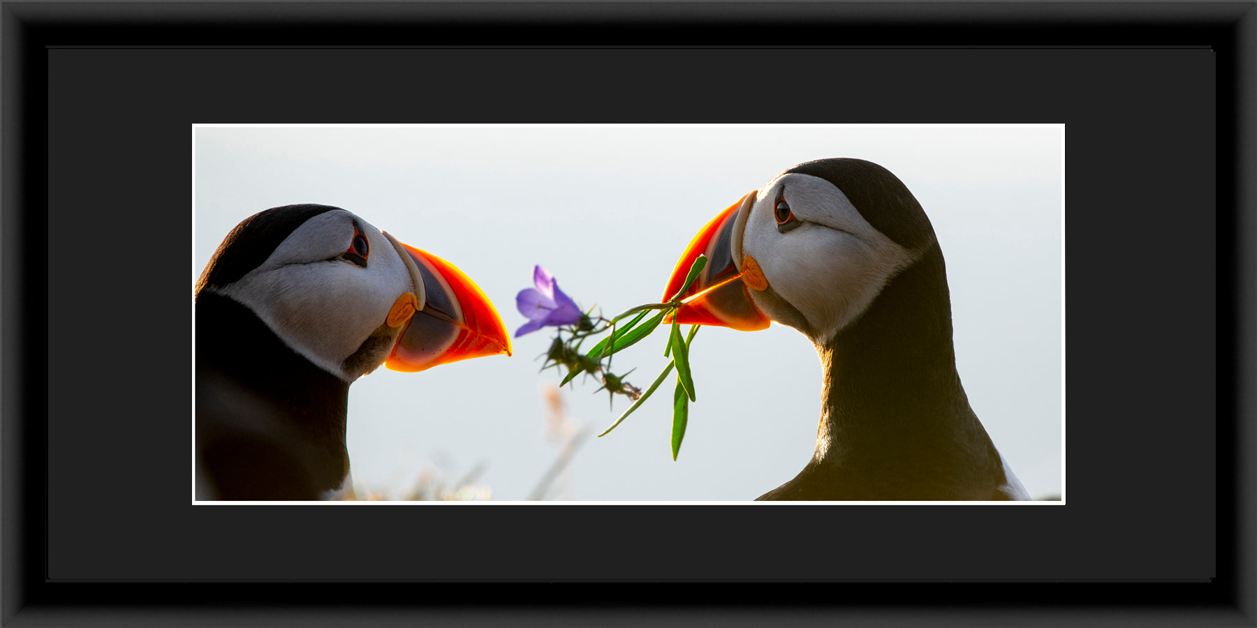 Panoramic Contemporary Frame Black Mat