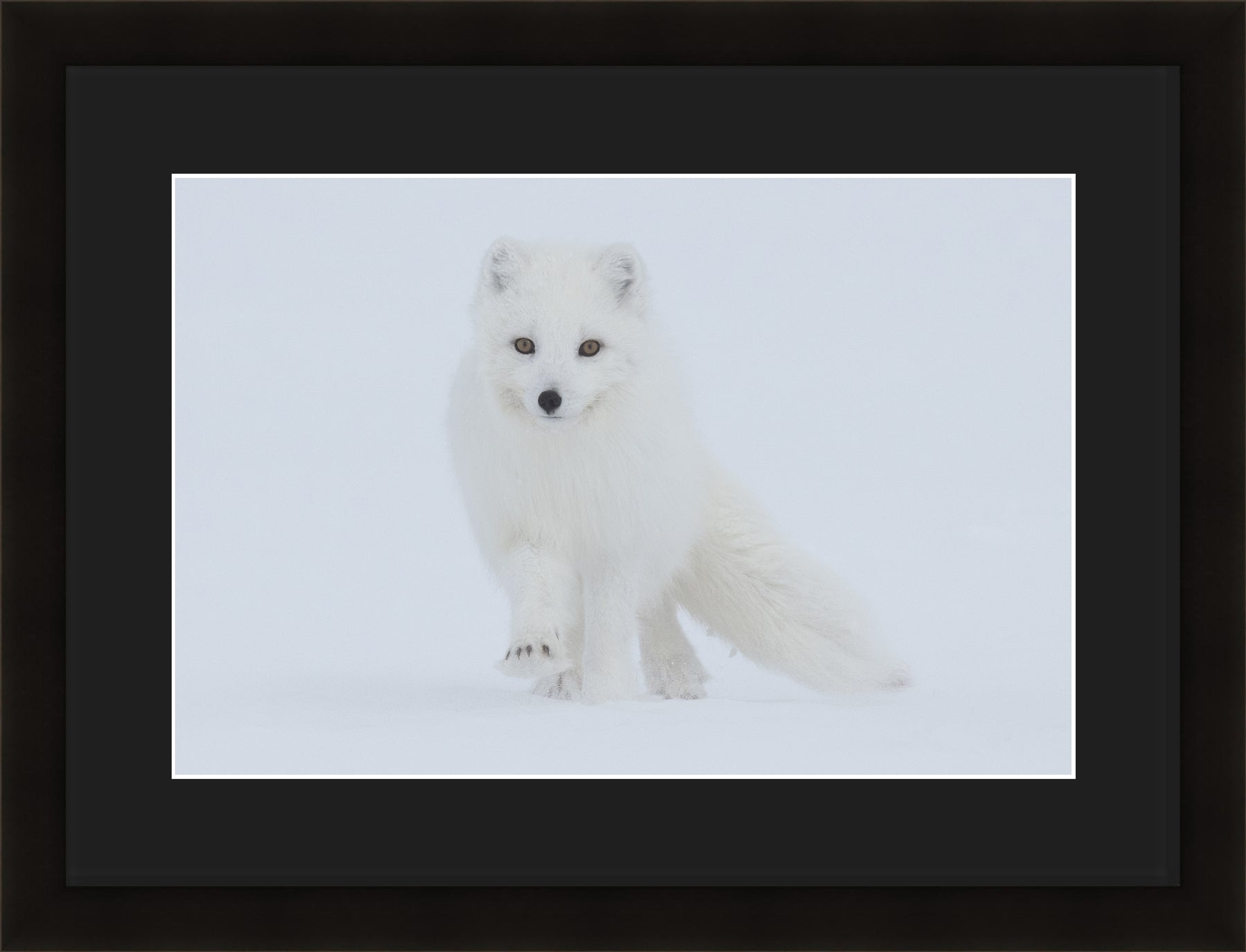 Contemporary Frame Regular