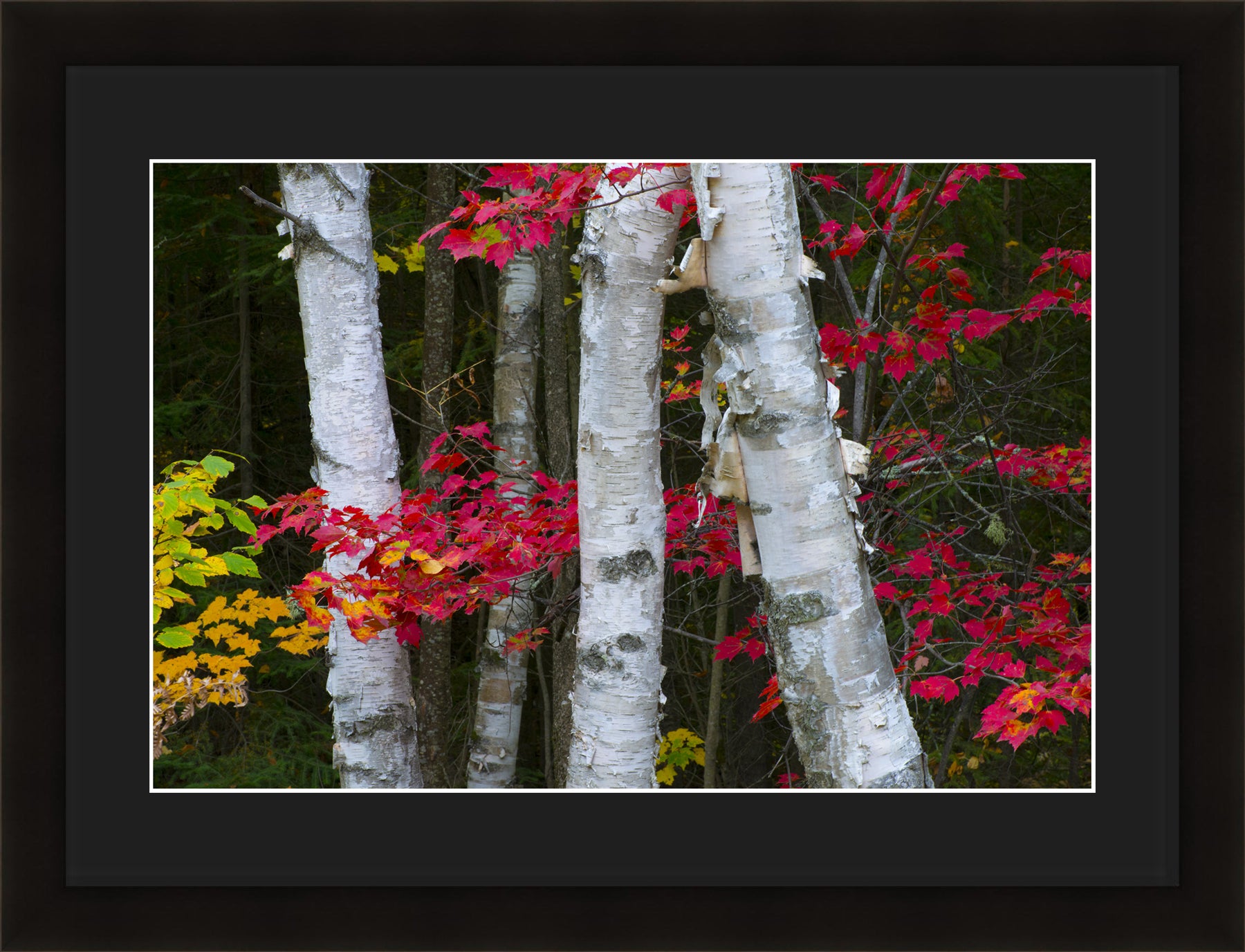 Contemporary Frame Regular