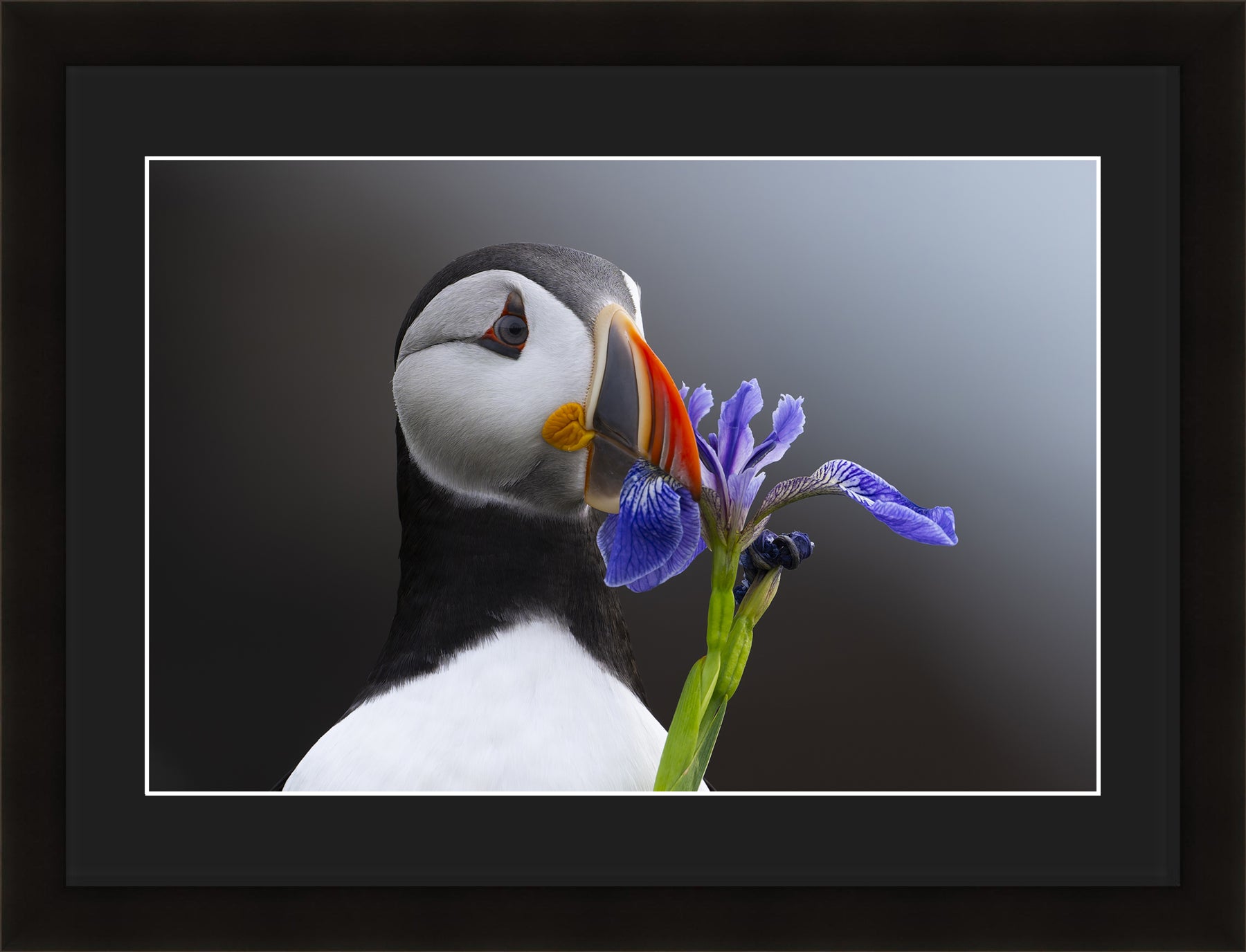 Contemporary Frame Regular