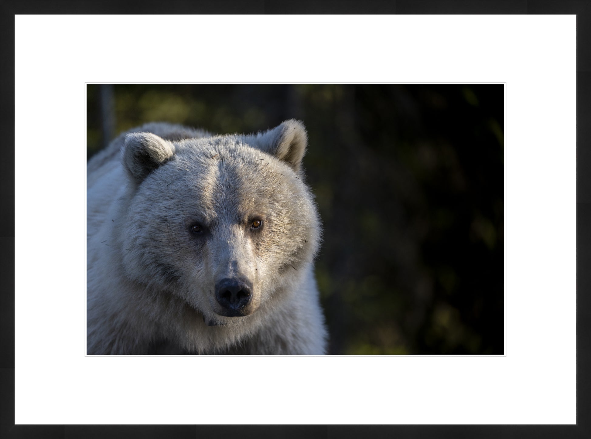 Limited Collector Edition