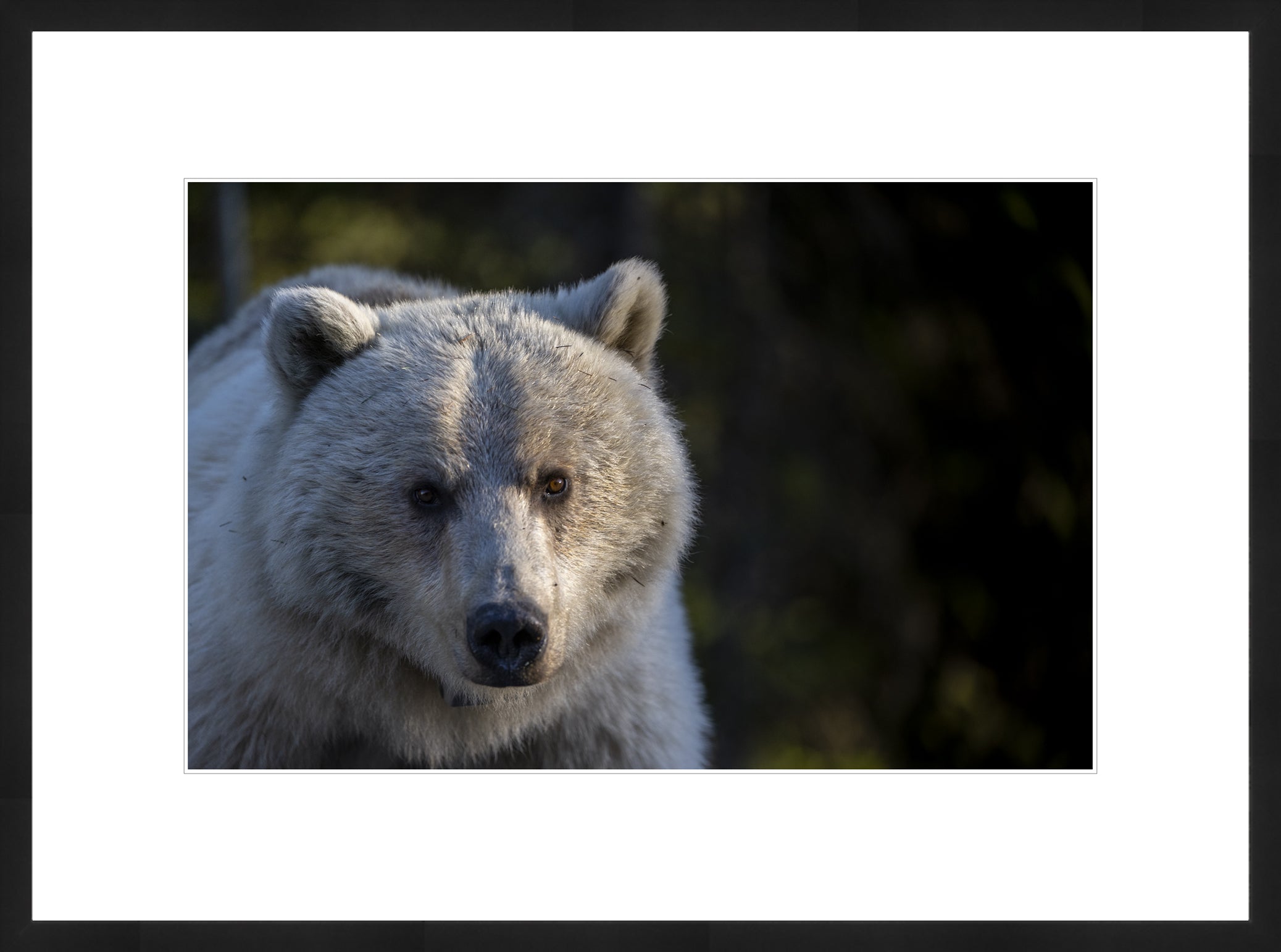 Limited Collector Edition