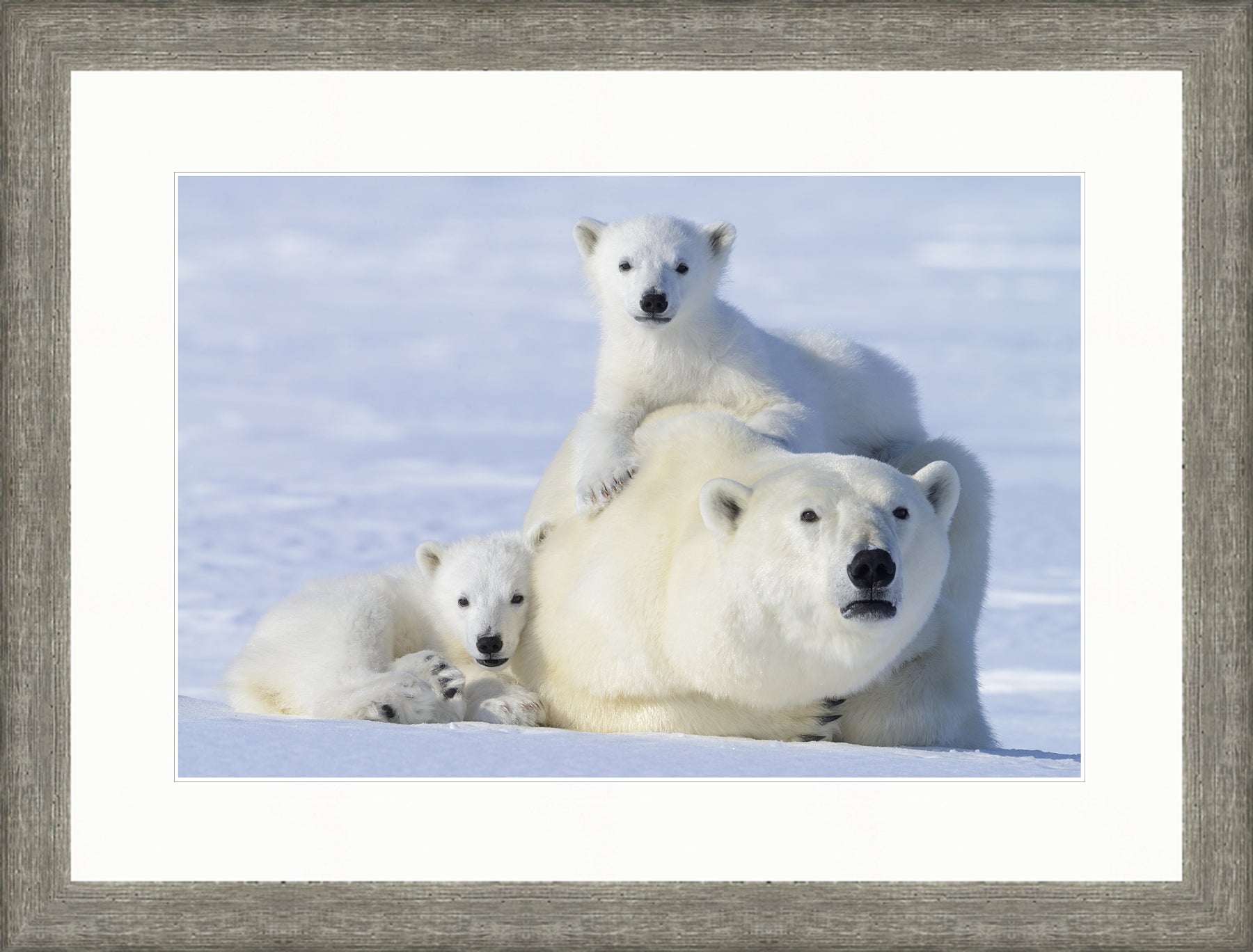 Contemporary Frame Regular