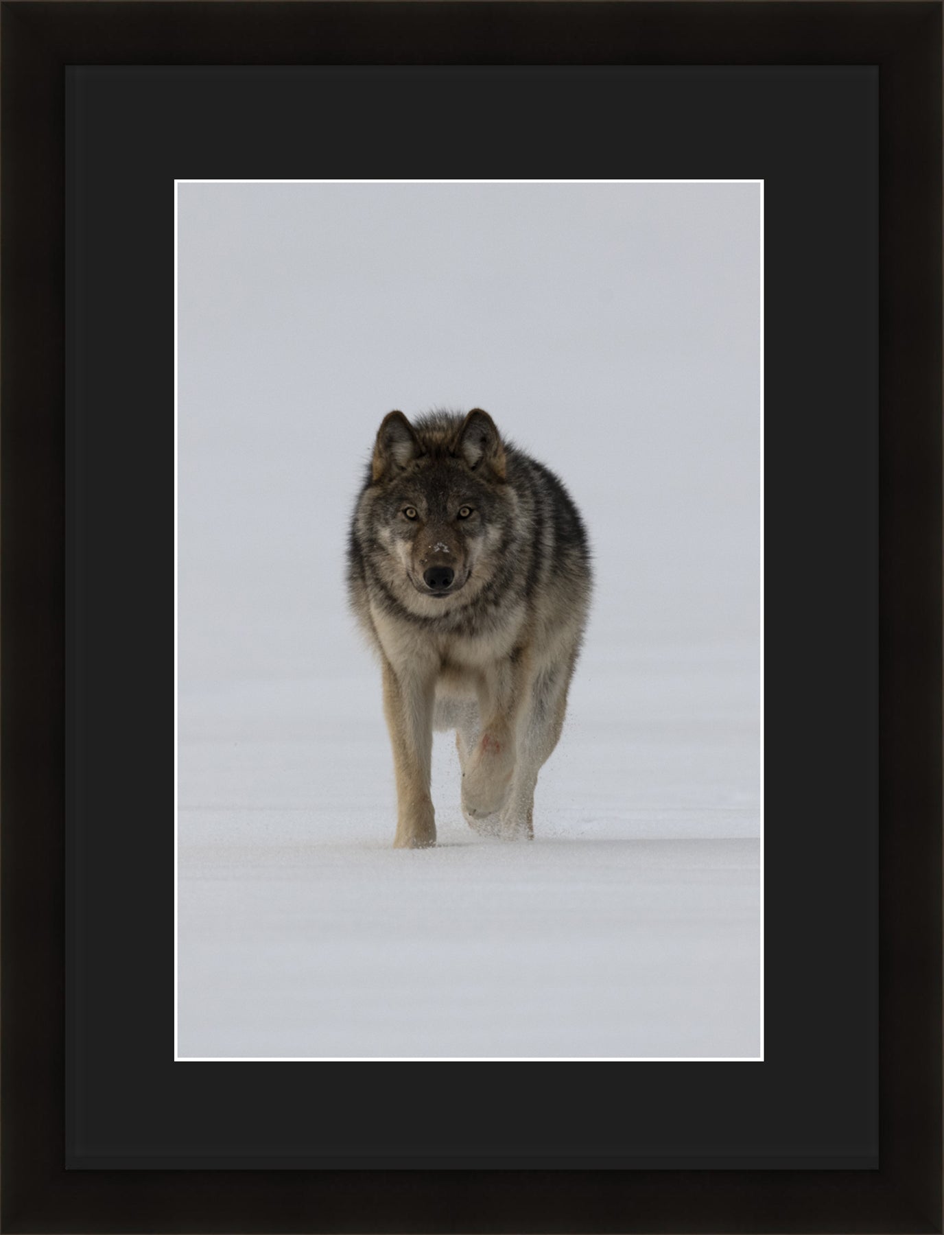 Contemporary Frame Regular