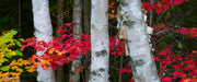 Acrylic/Printed Photo Panoramic