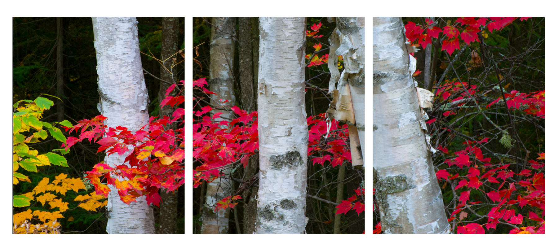 Triptych