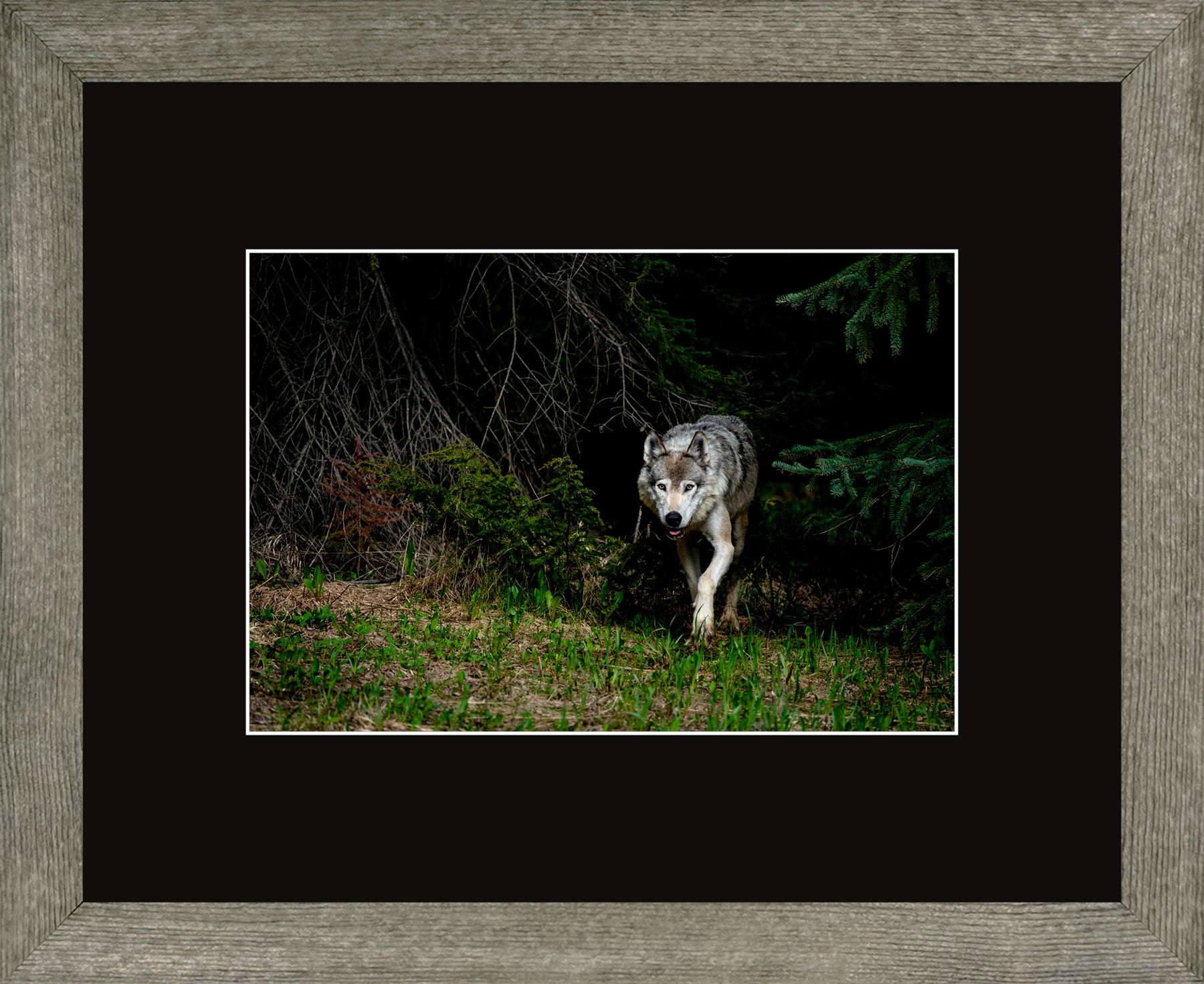 Canadian Wood Frame Regular