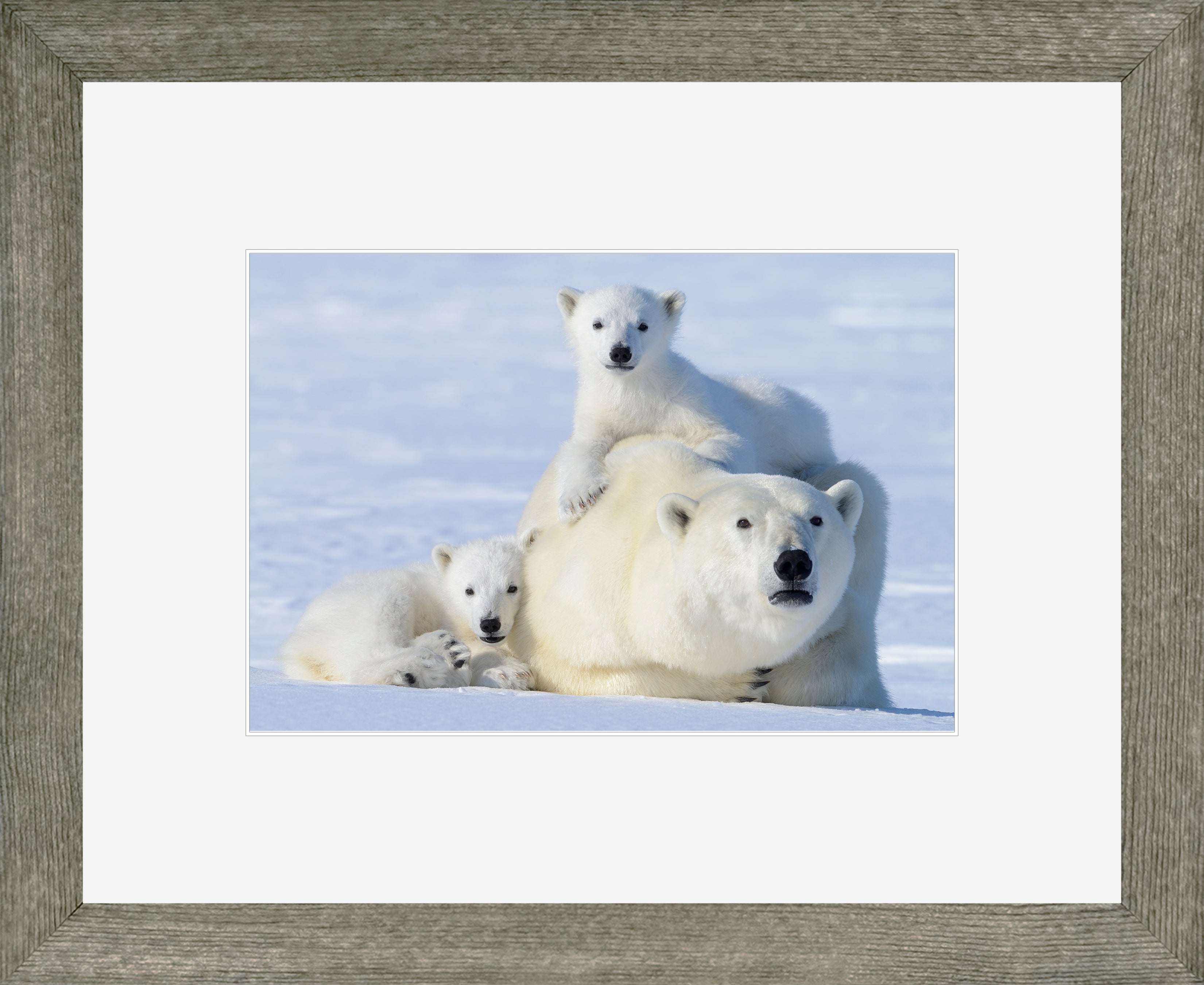 Canadian Wood Frame Regular