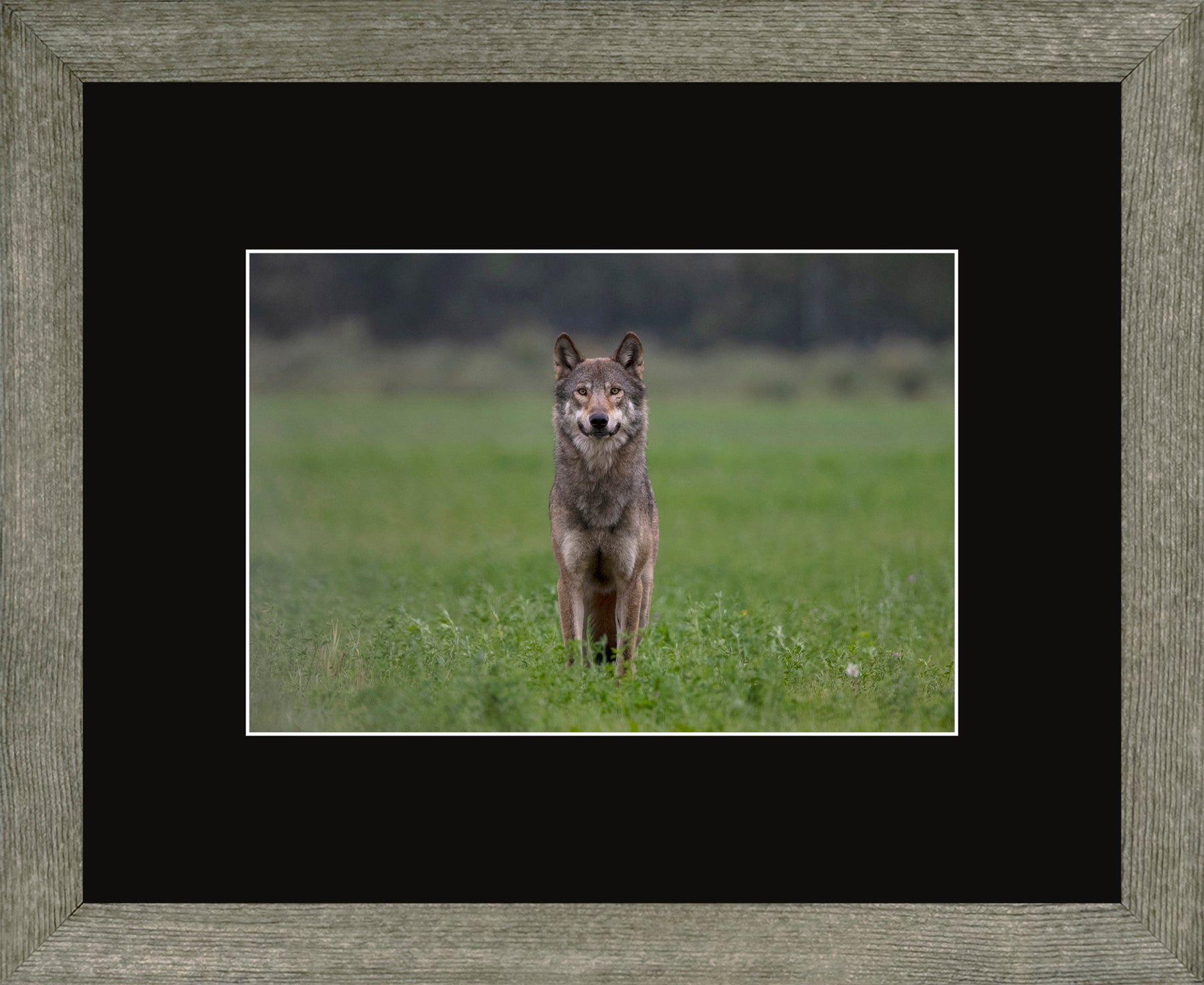 Canadian Wood Frame Regular