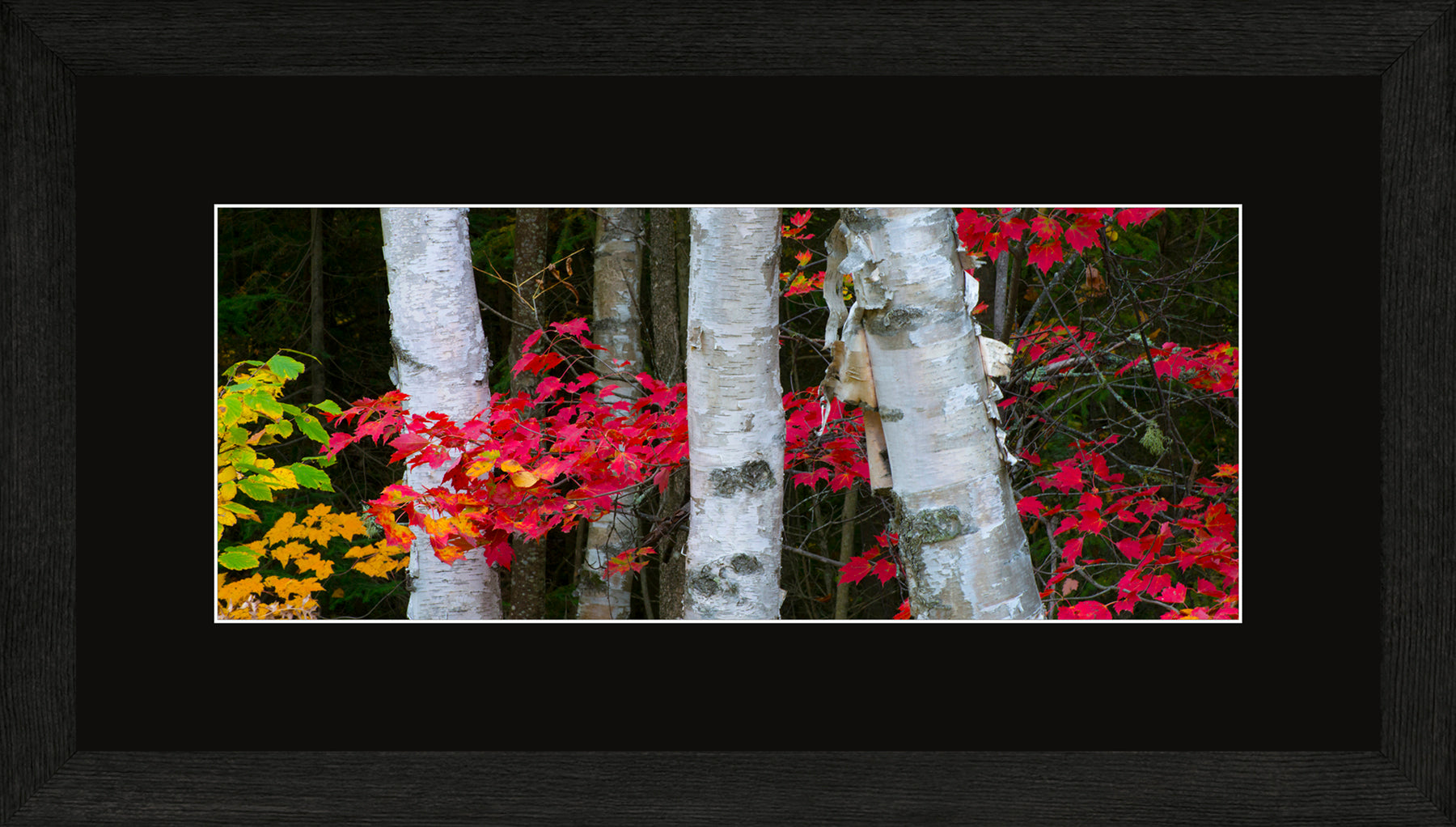 Canadian Wood Frame Panoramic