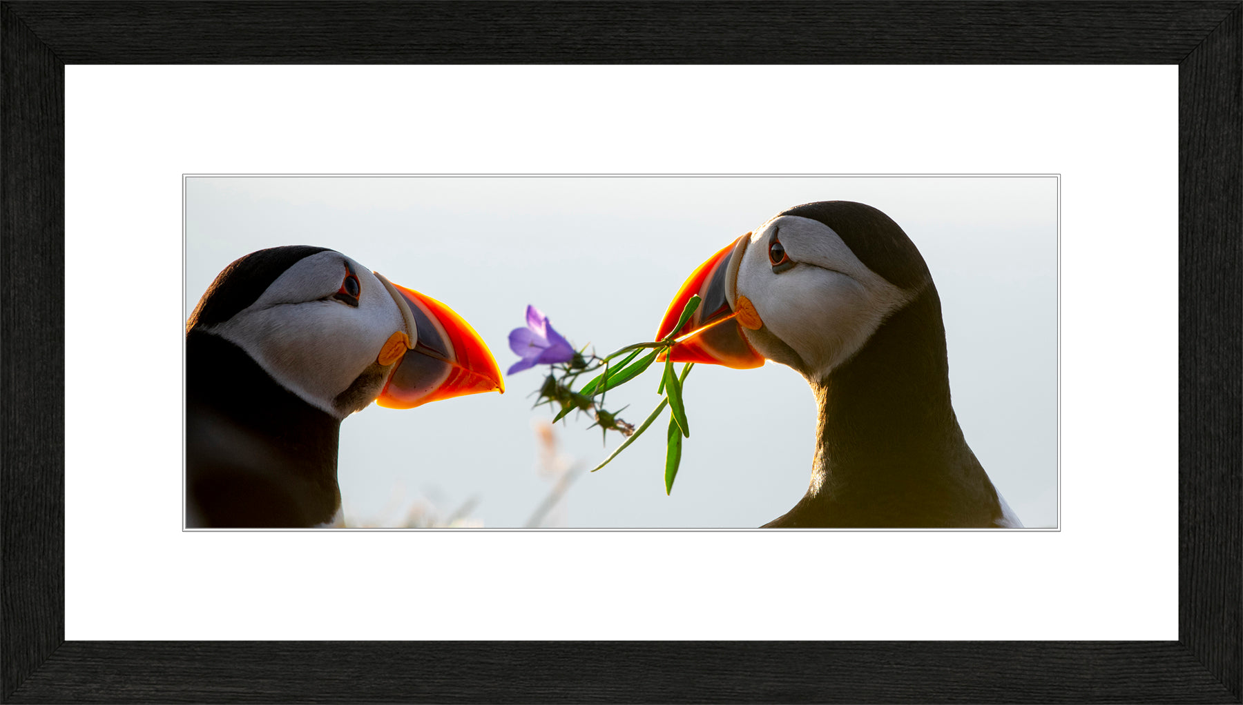 Panoramic Canadian Wood Frame Black/White Mat