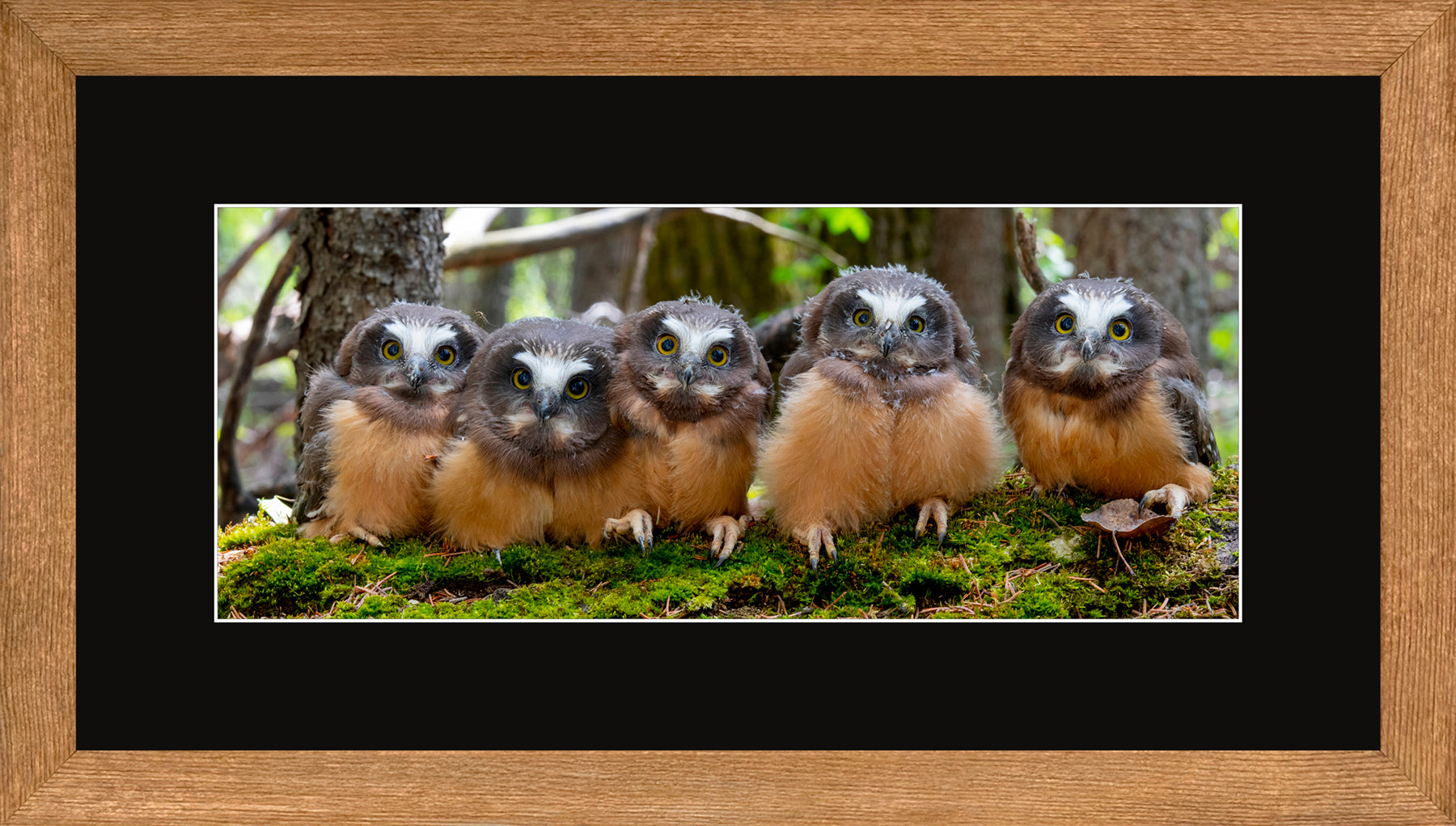 Panoramic Canadian Wood Frame Brown/Black Mat