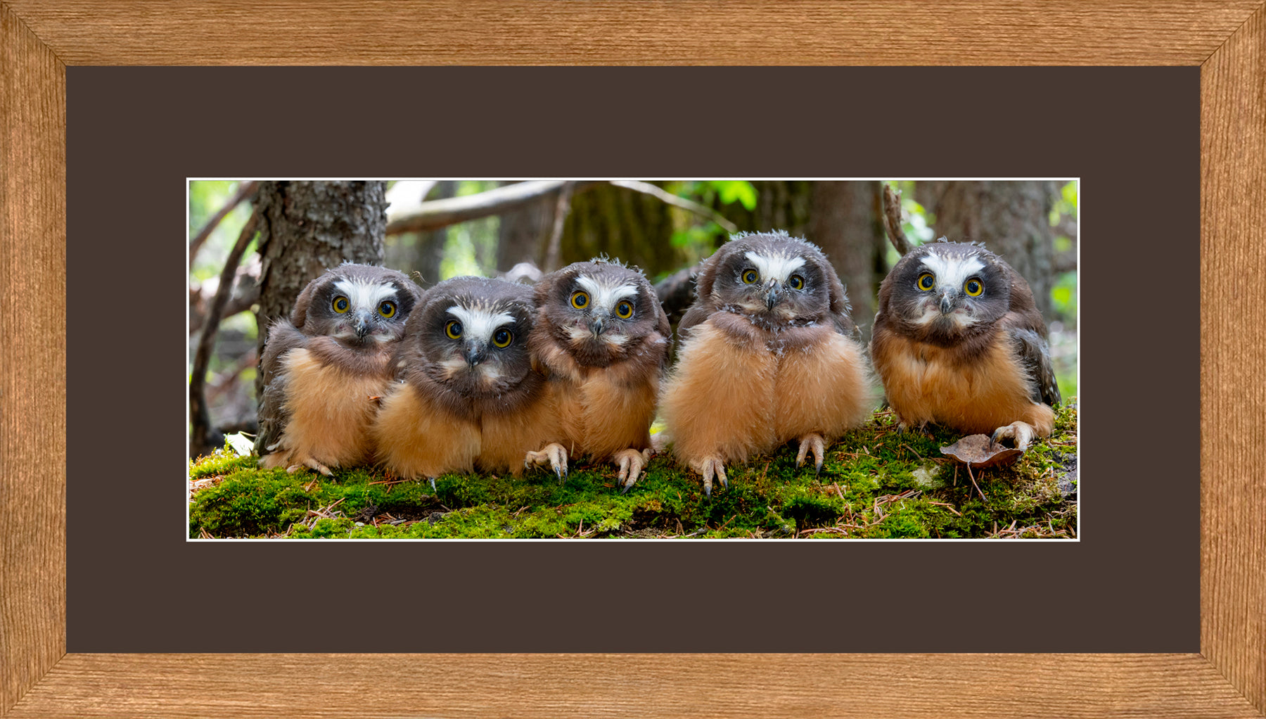 Panoramic Canadian Wood Frame Brown/Brown Mat