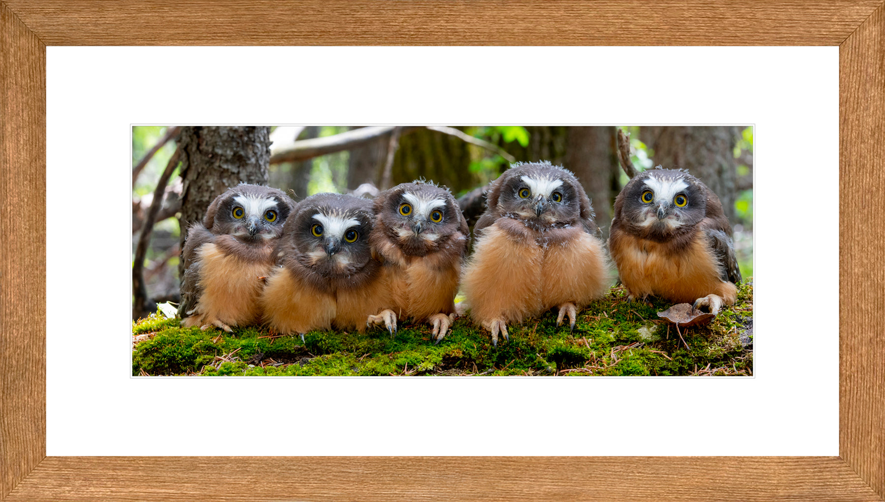 Panoramic Canadian Wood Frame Brown/White Mat