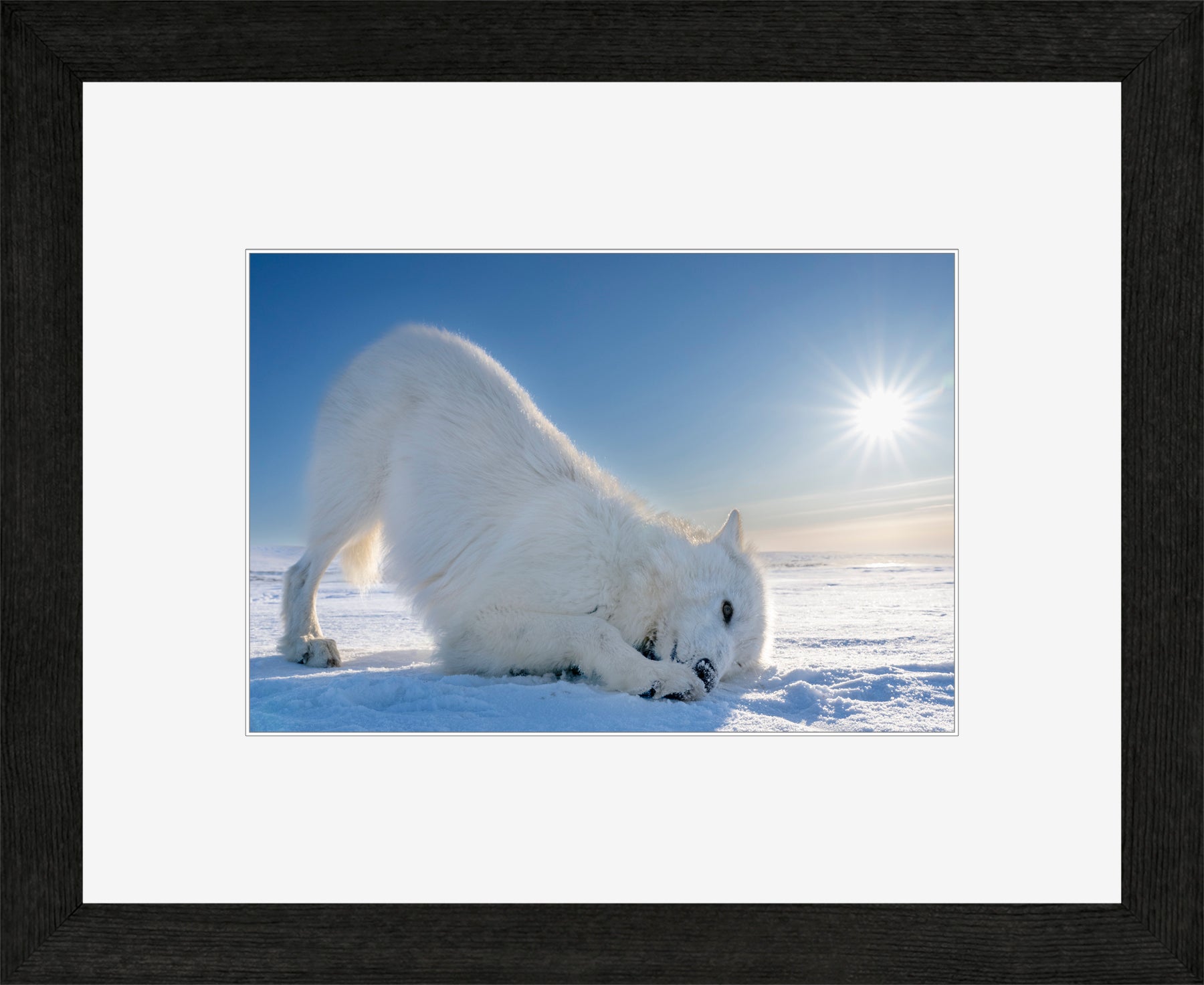 Canadian Wood Frame Black/White Mat
