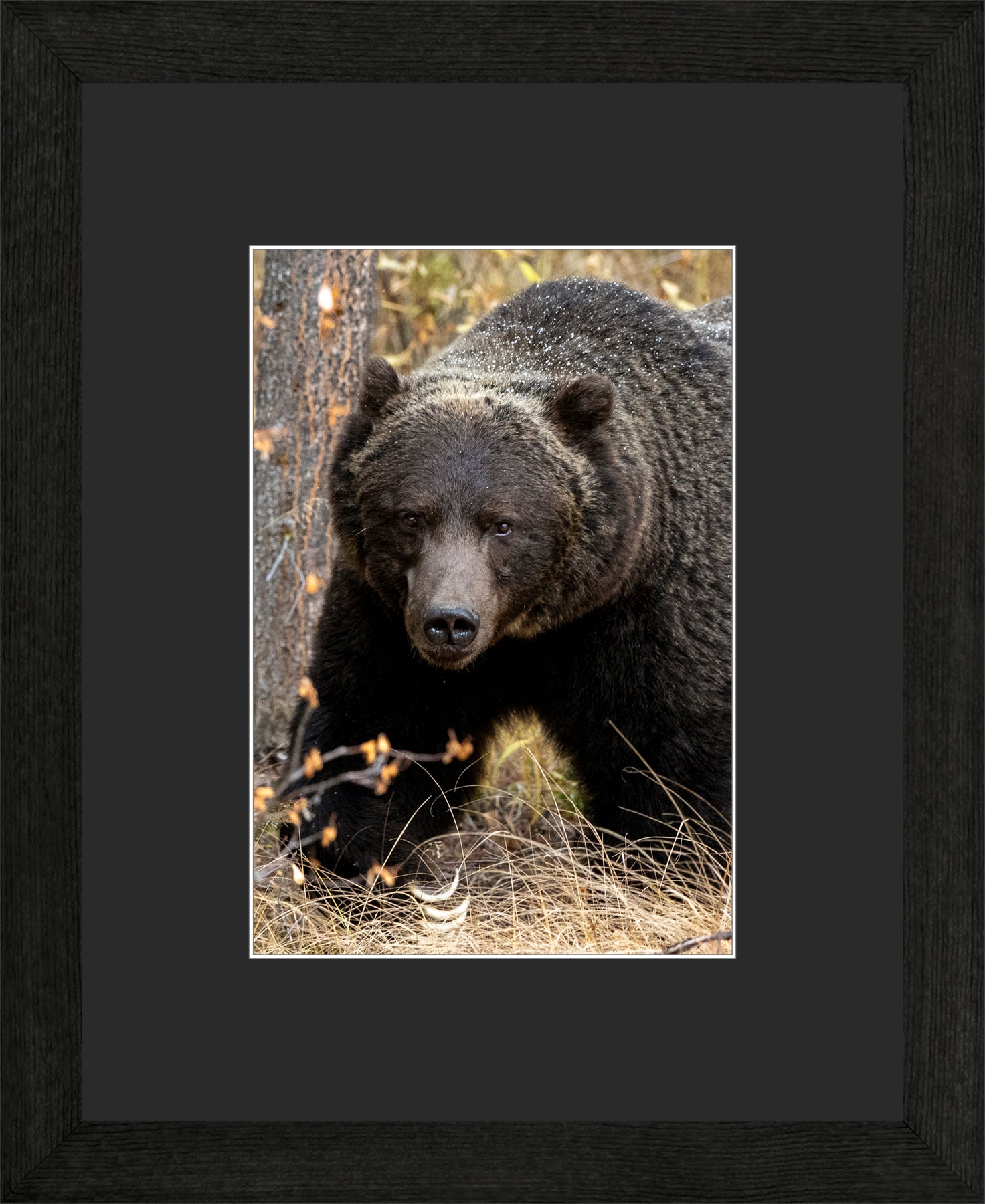 Canadian Wood Frame Black/Black Mat