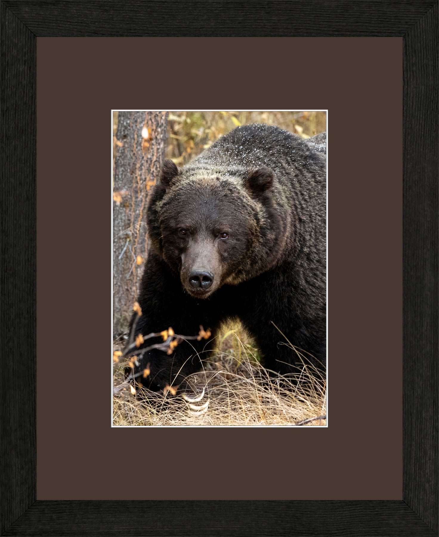 Canadian Wood Frame Black/Brown Mat