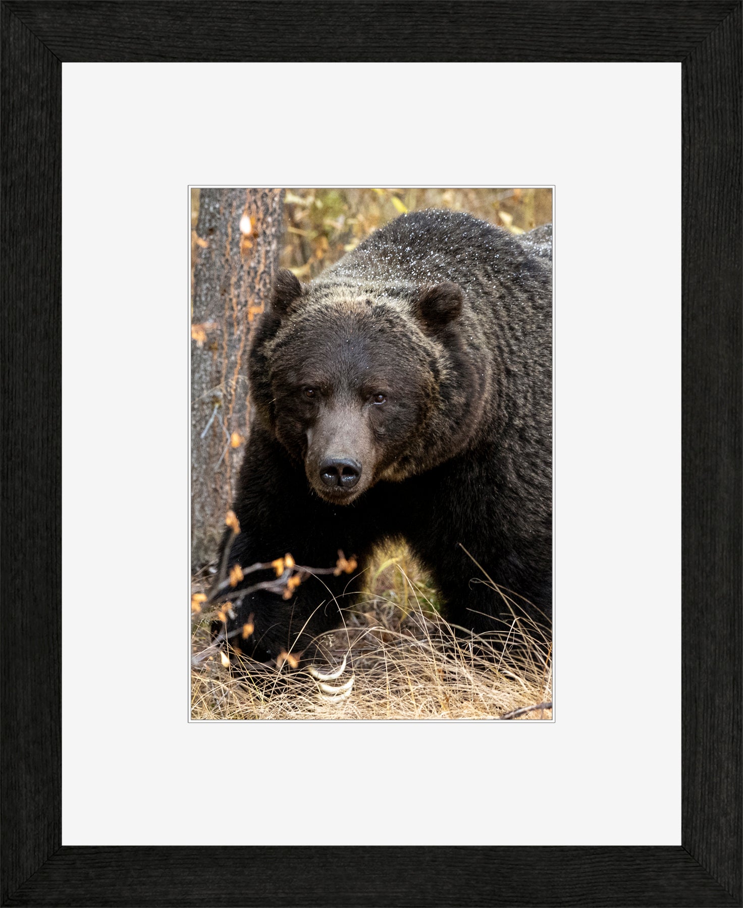 Canadian Wood Frame Black/White Mat