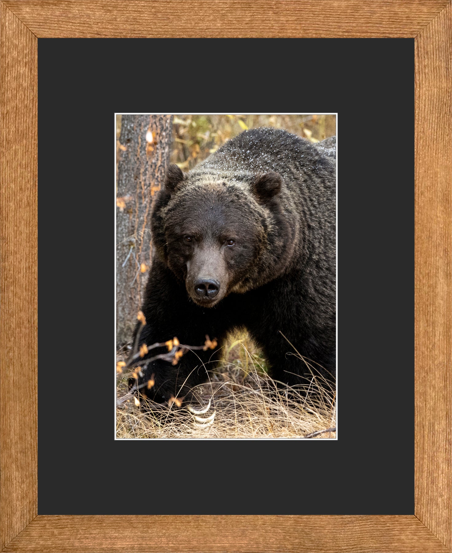 Canadian Wood Frame Brown/Black Mat