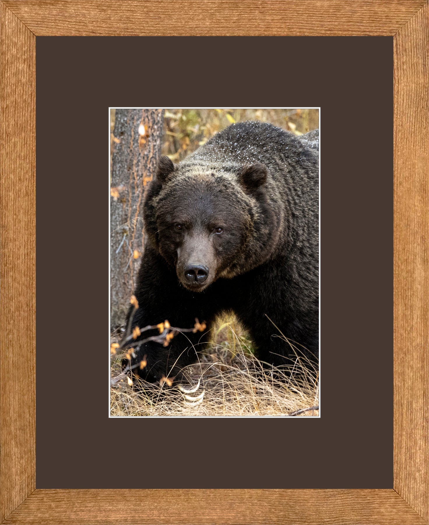 Canadian Wood Frame Brown/Brown Mat