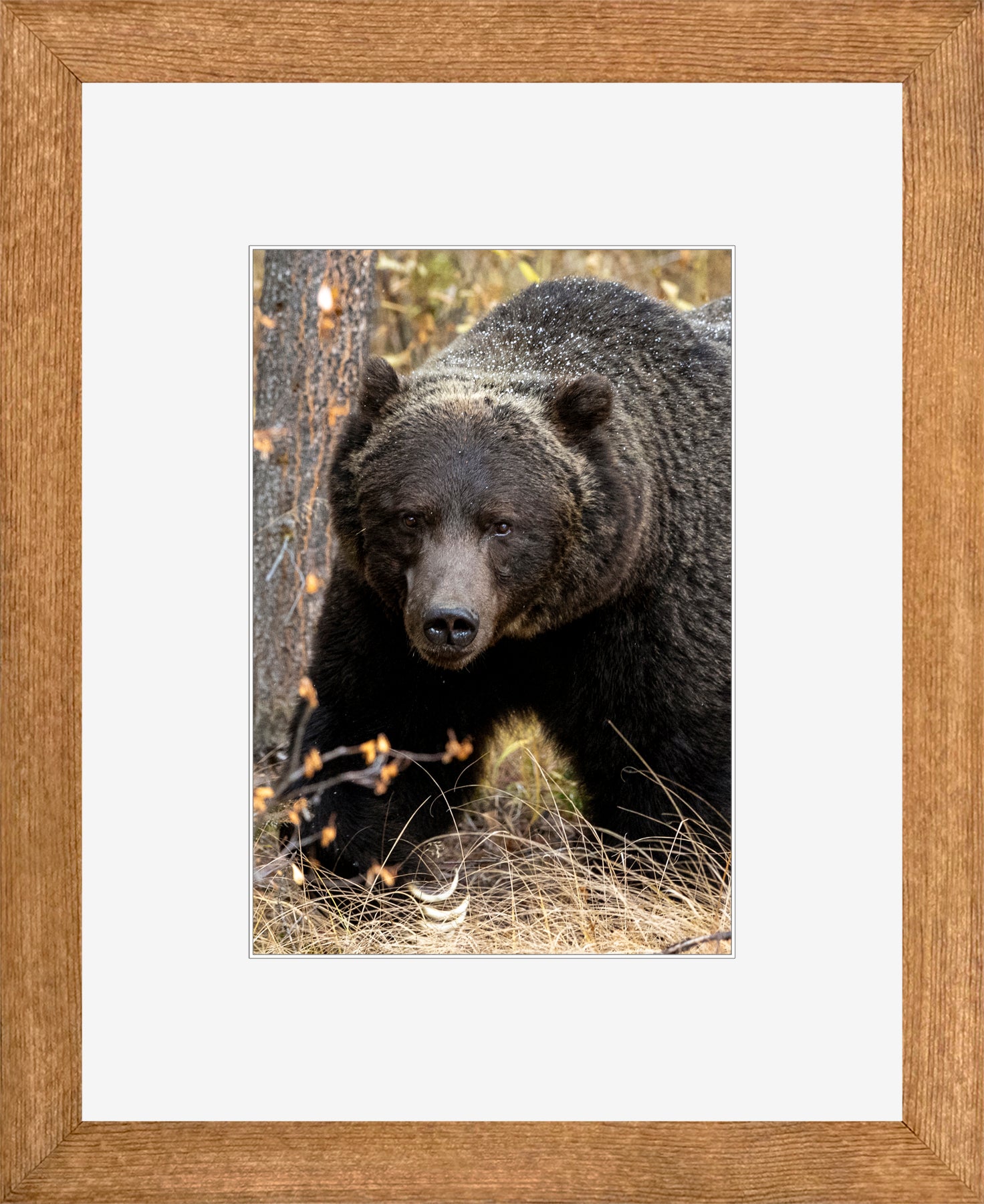 Canadian Wood Frame Brown/White Mat