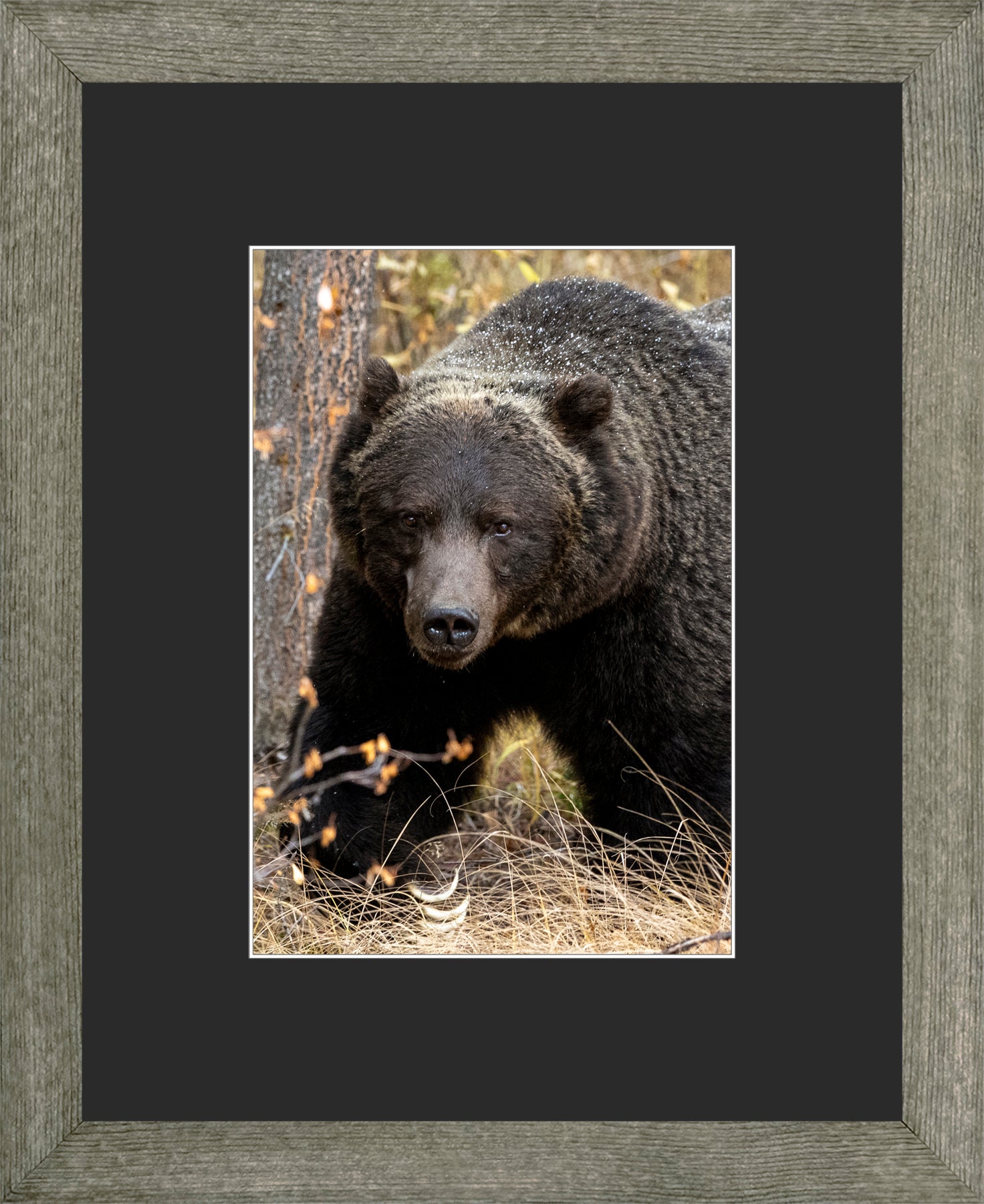 Canadian Wood Frame Grey/Black Mat