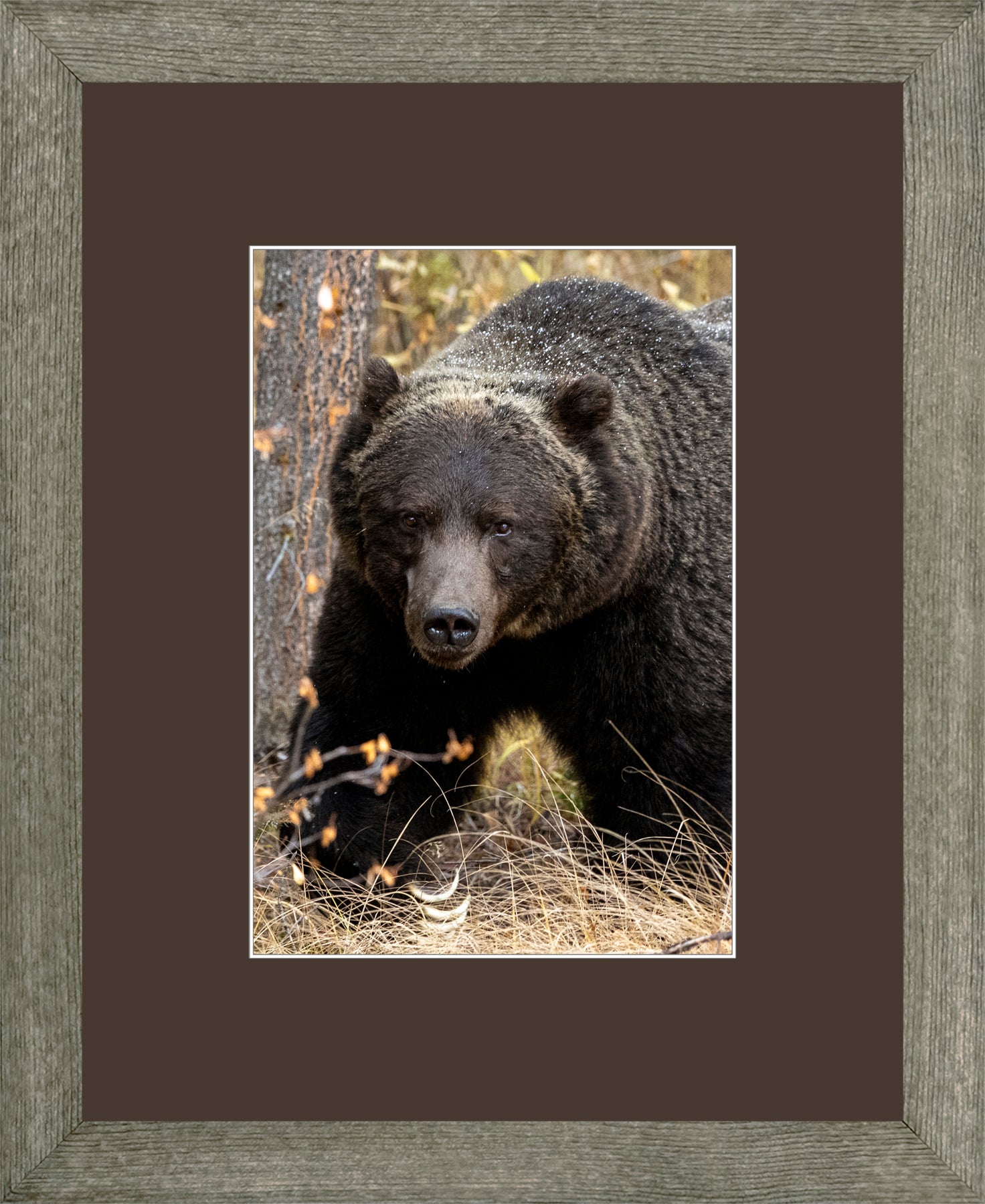 Canadian Wood Frame Grey/Brown Mat