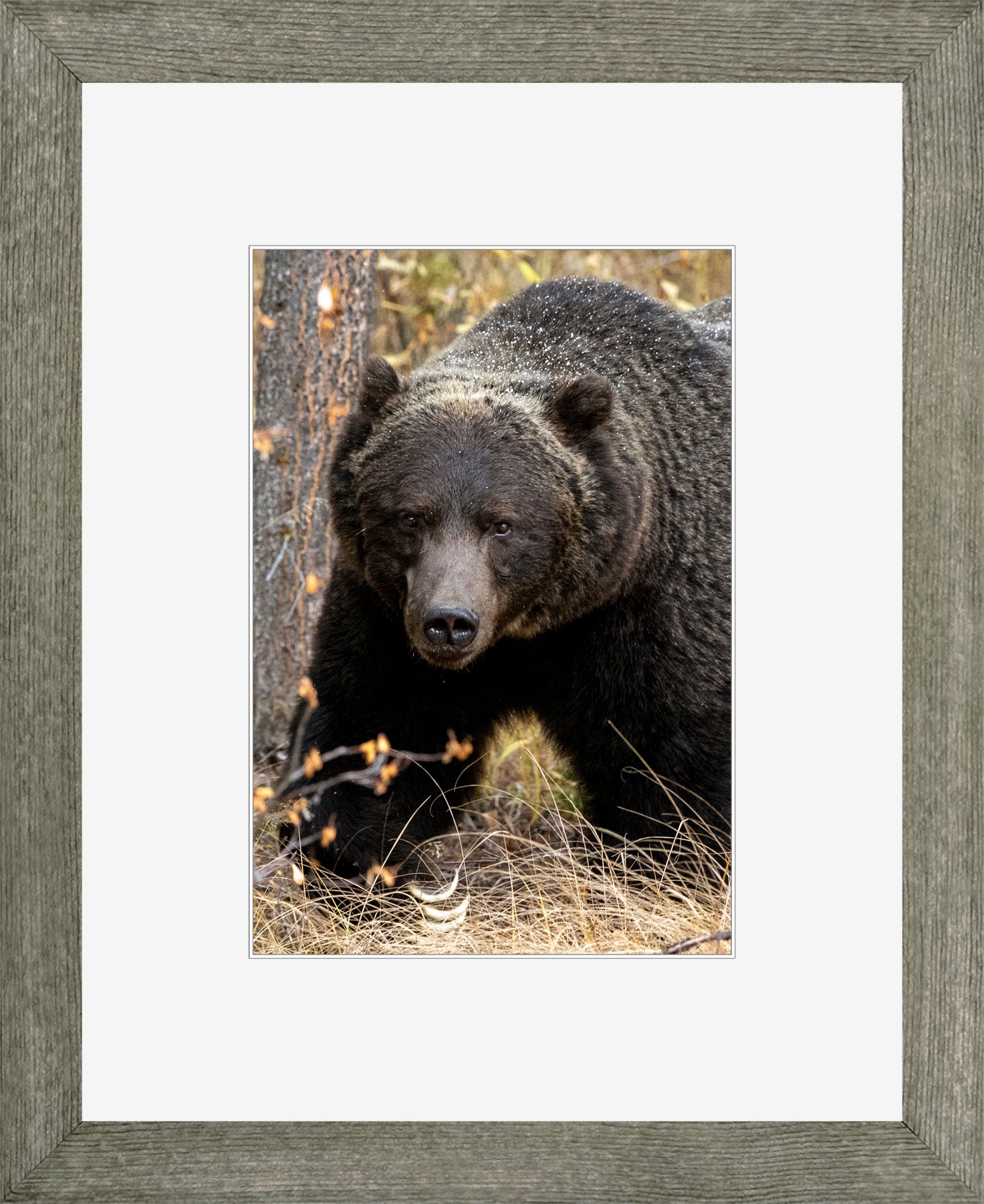 Canadian Wood Frame Grey/White Mat