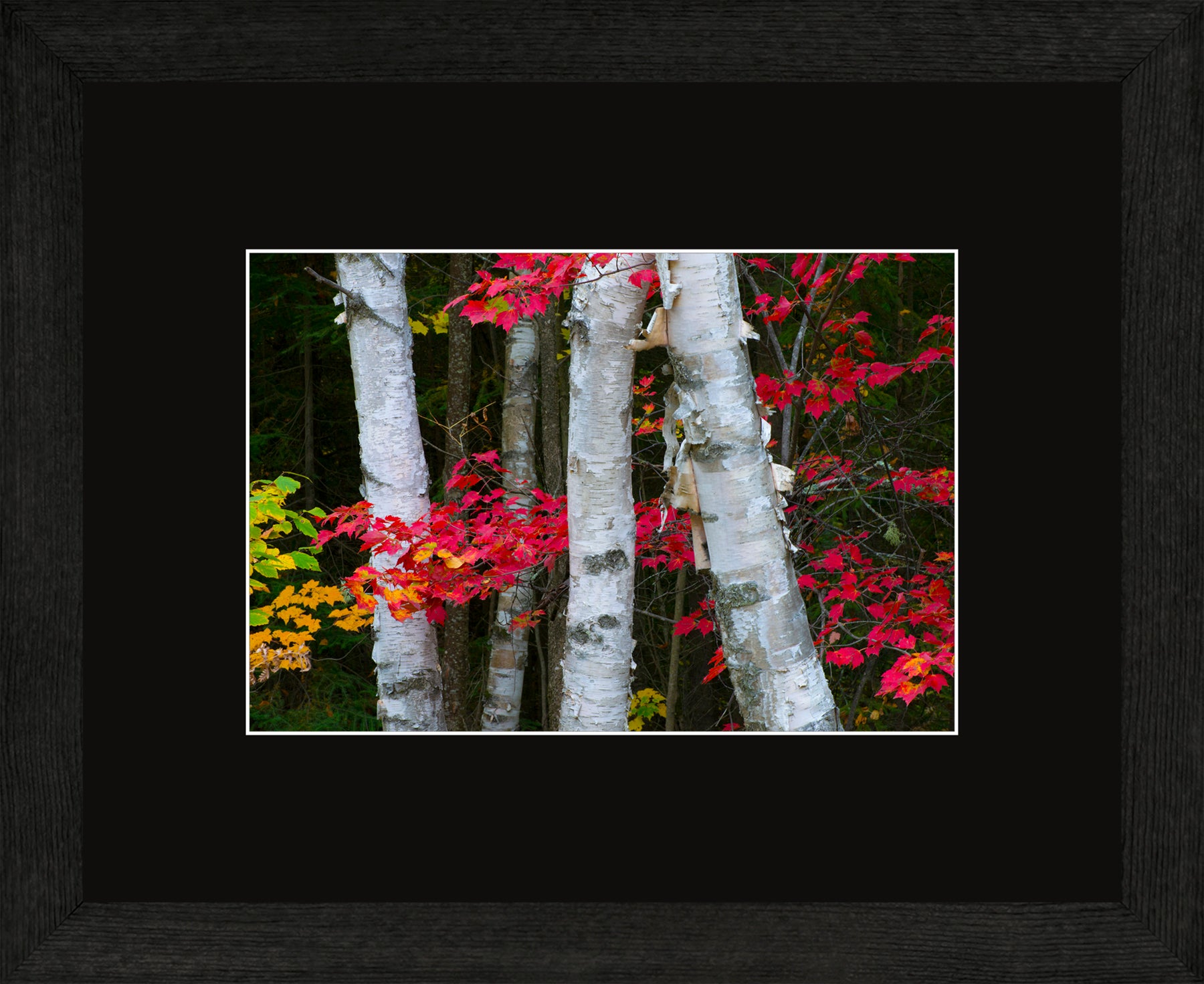 Canadian Wood Frame Regular