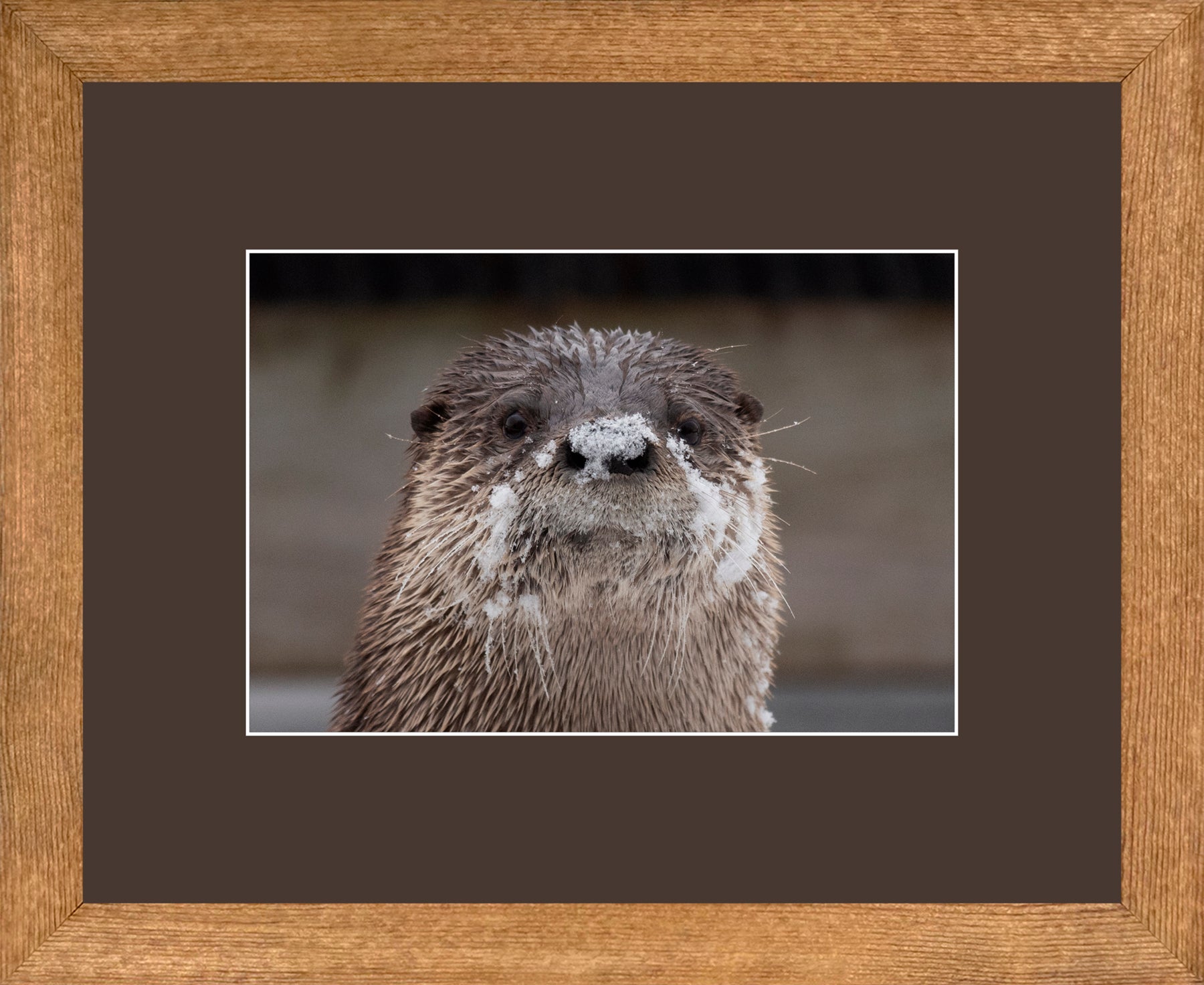 Canadian Wood Frame Regular