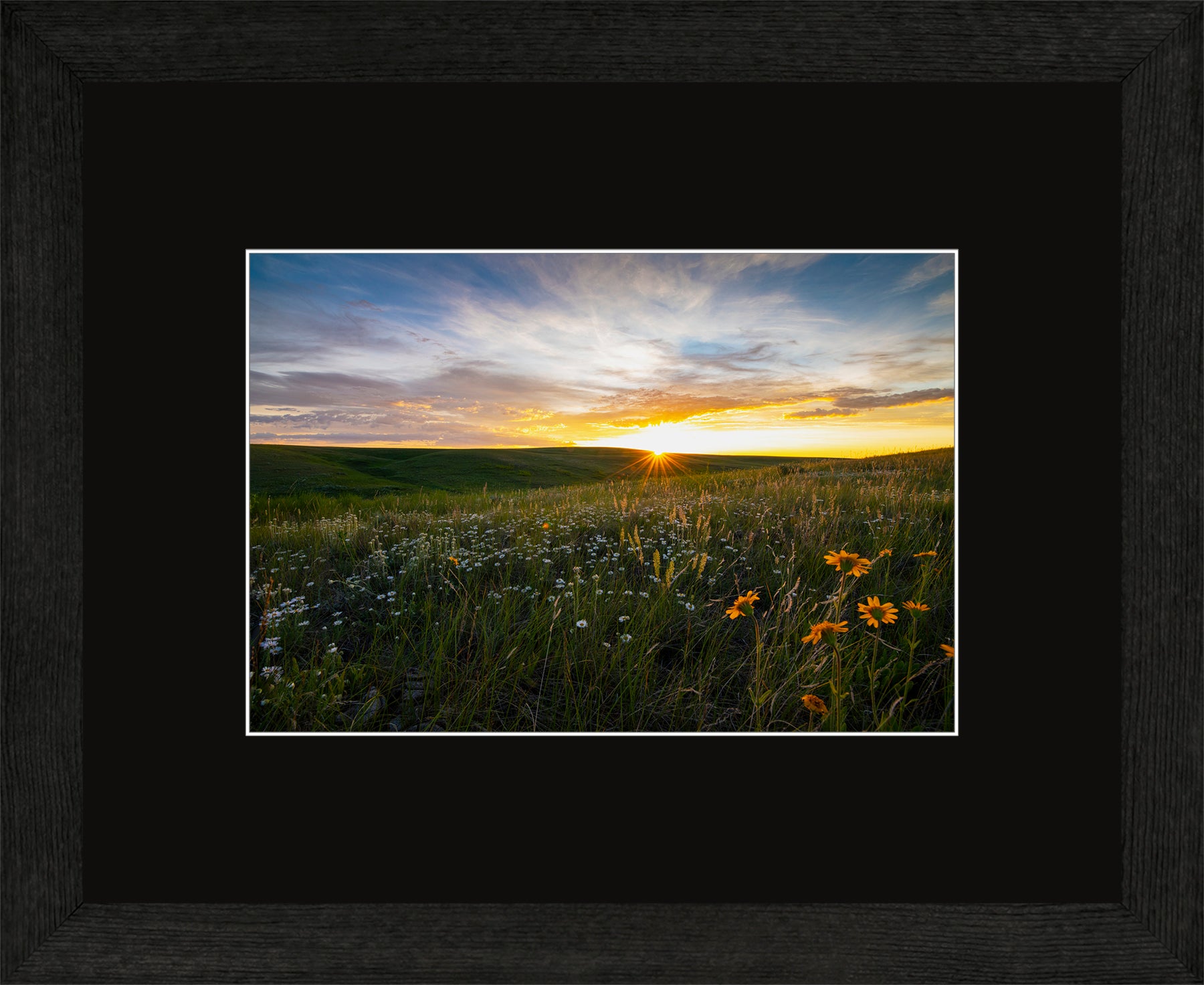 Canadian Wood Frame Regular