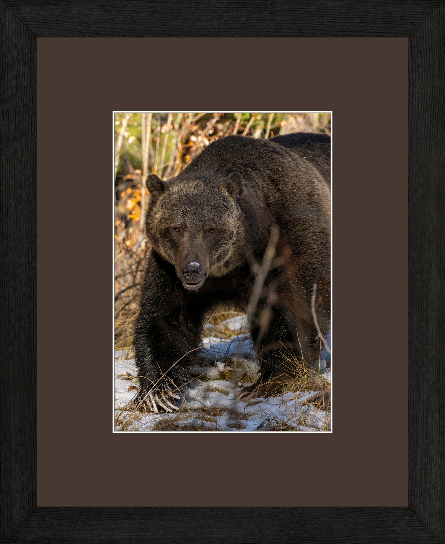 Canadian Wood Frame Black/Brown Mat